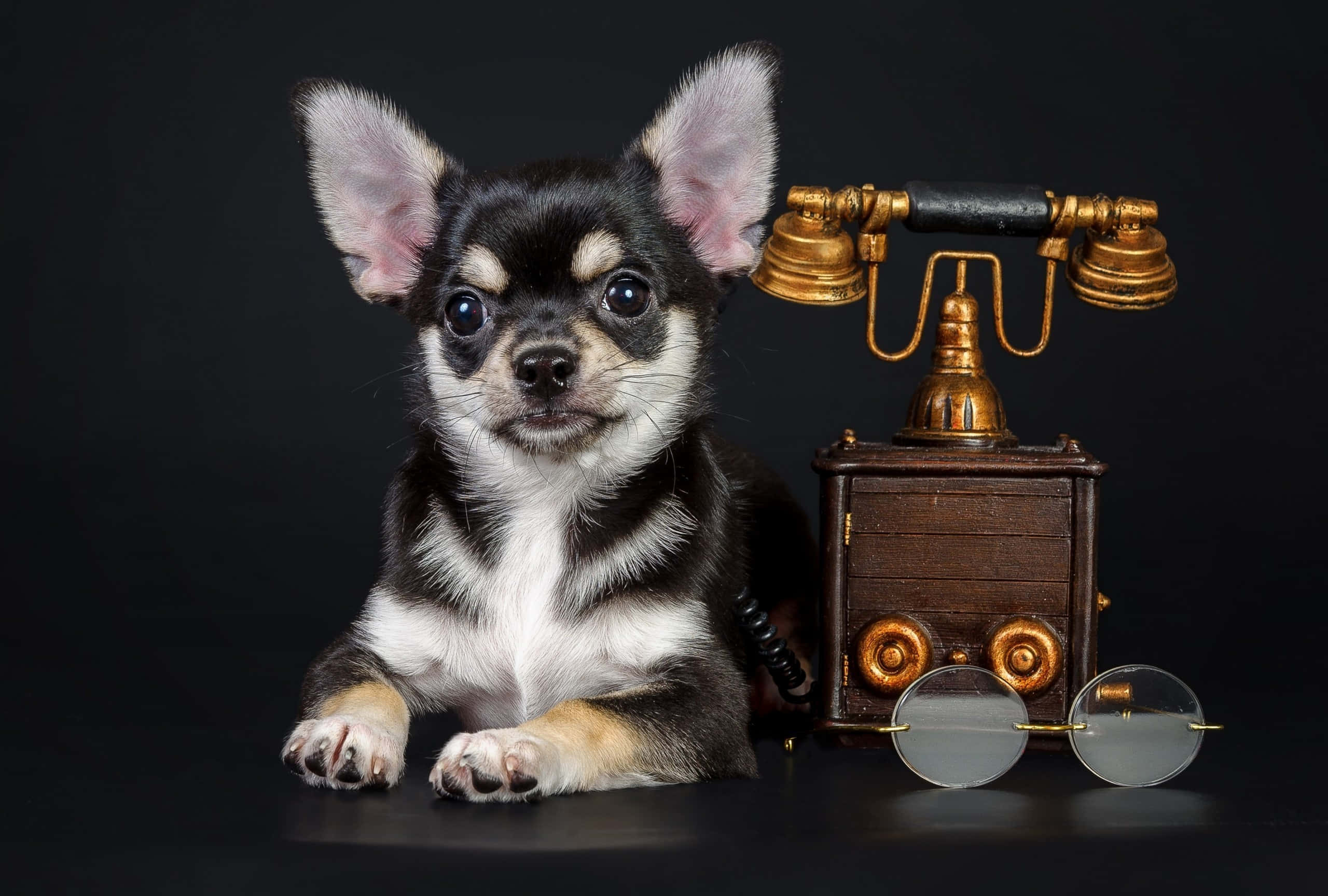 black chihuahua dog, vintage brass telephone, round glasses, 2K Desktop Wallpaper