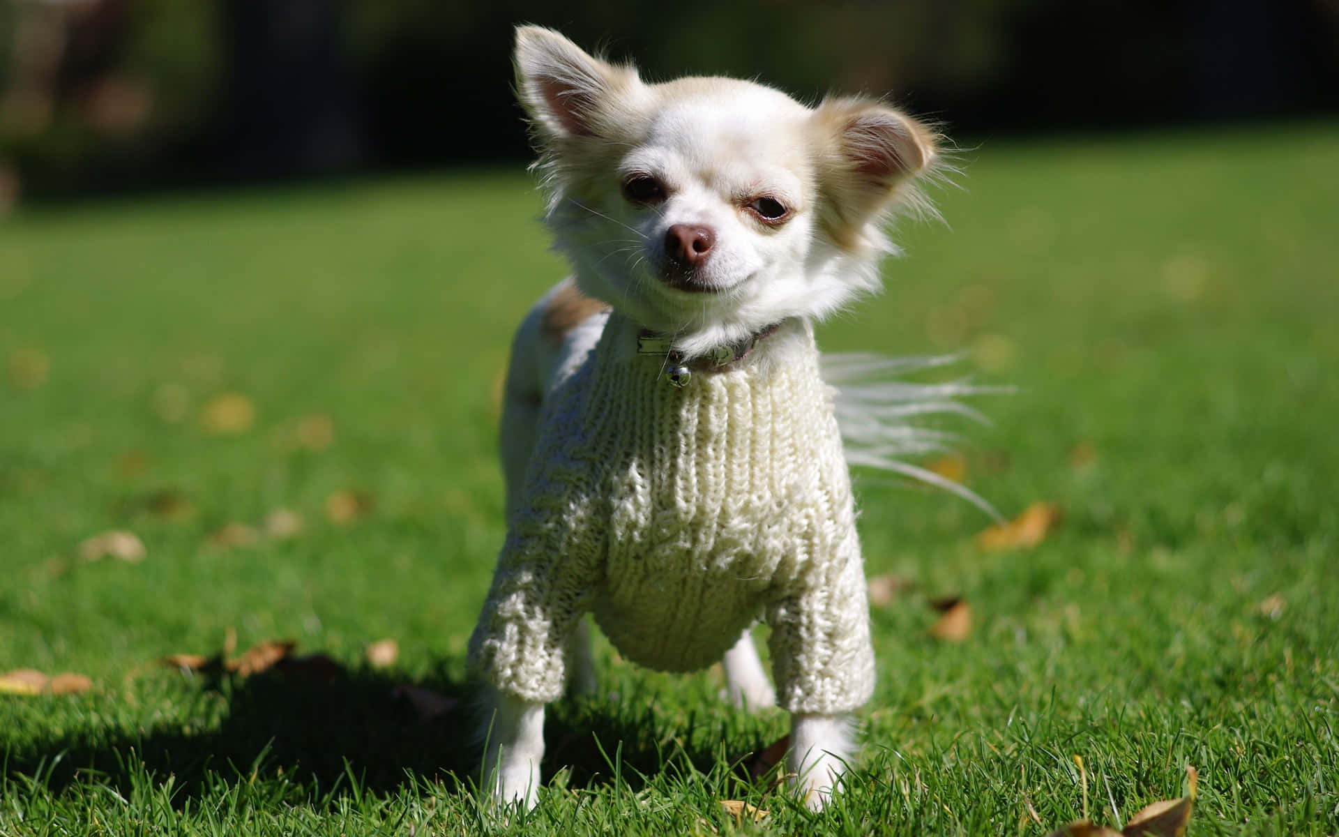 white chihuahua dog, cream knit sweater, vibrant green grass, Full HD Desktop Wallpaper