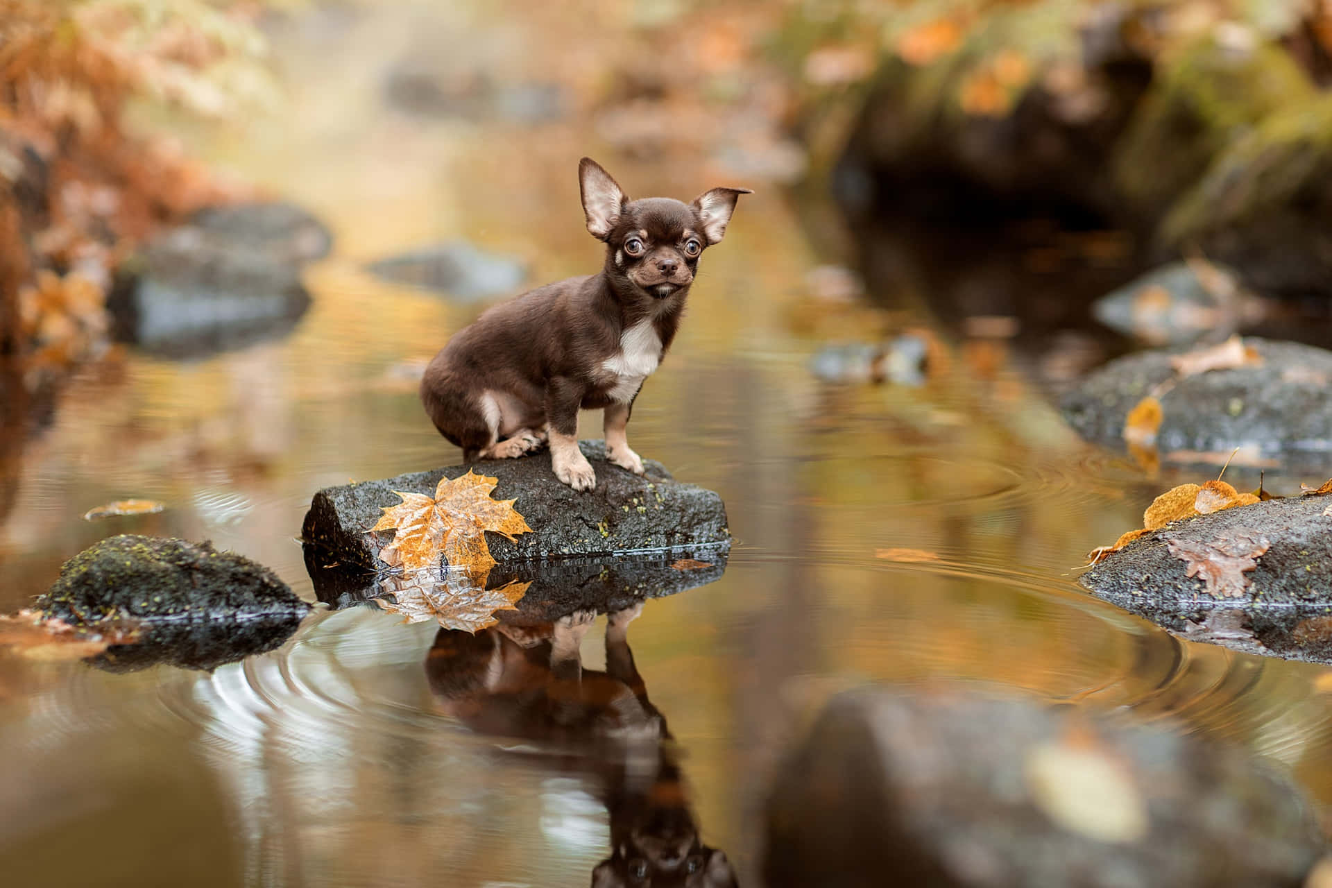 chihuahua dog, autumn season, mossy rock, Full HD Desktop Wallpaper