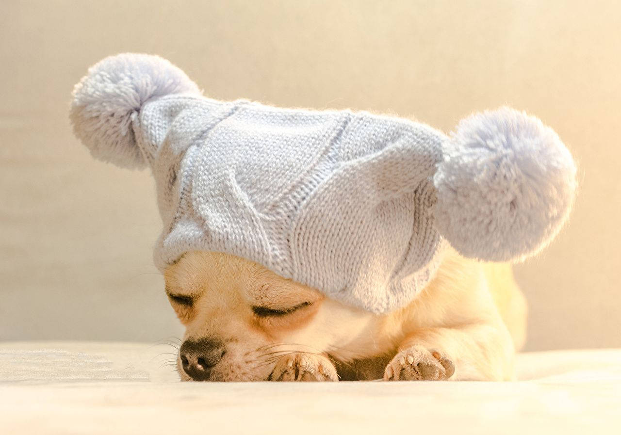 chihuahua dog, knitted bonnet, light gray, HD Desktop Wallpaper