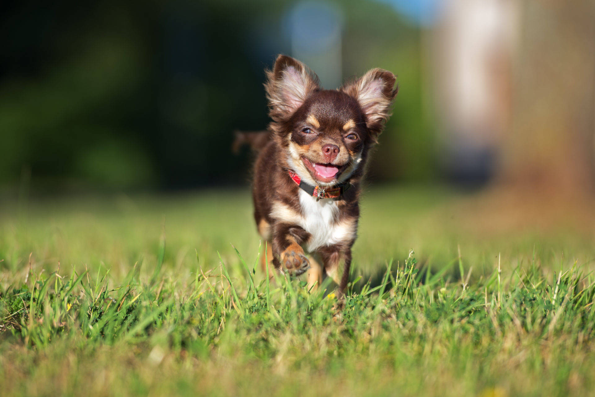 long coat chihuahua puppy dog, brown and white, vibrant green grass, Full HD Desktop Wallpaper