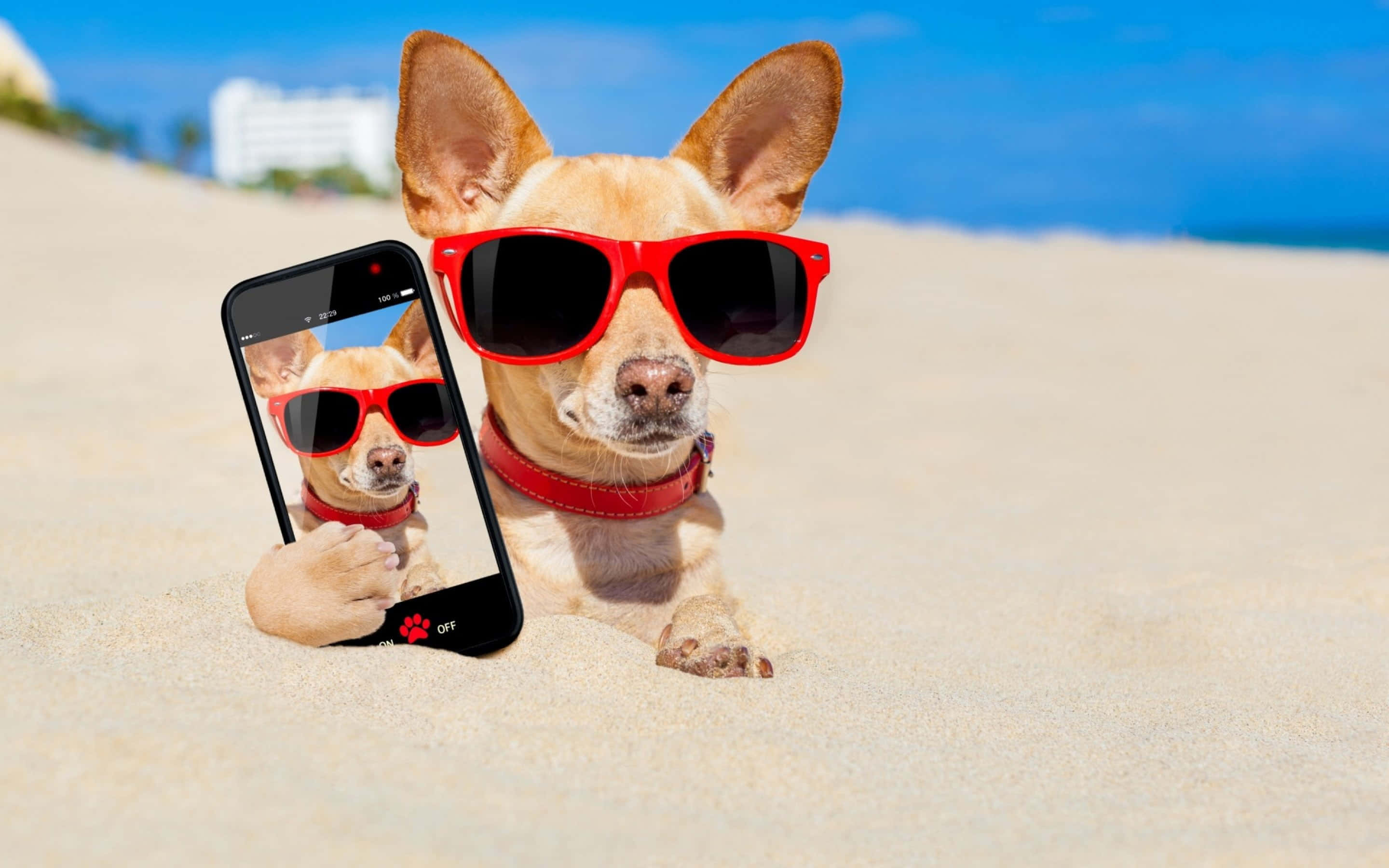 chihuahua, red sunglasses, sunny beach, 2K Desktop Wallpaper
