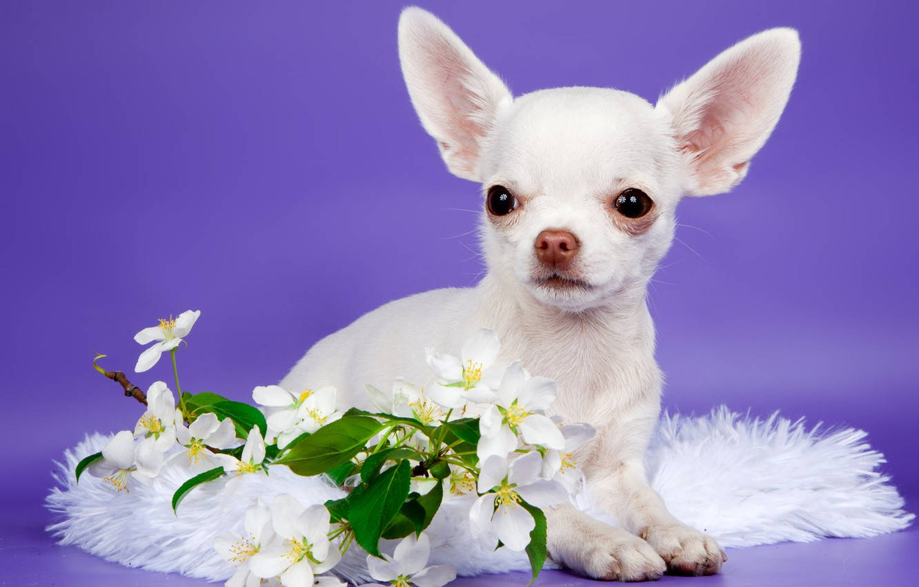 white chihuahua puppy, large ears, fluffy white cushion, HD Desktop Wallpaper