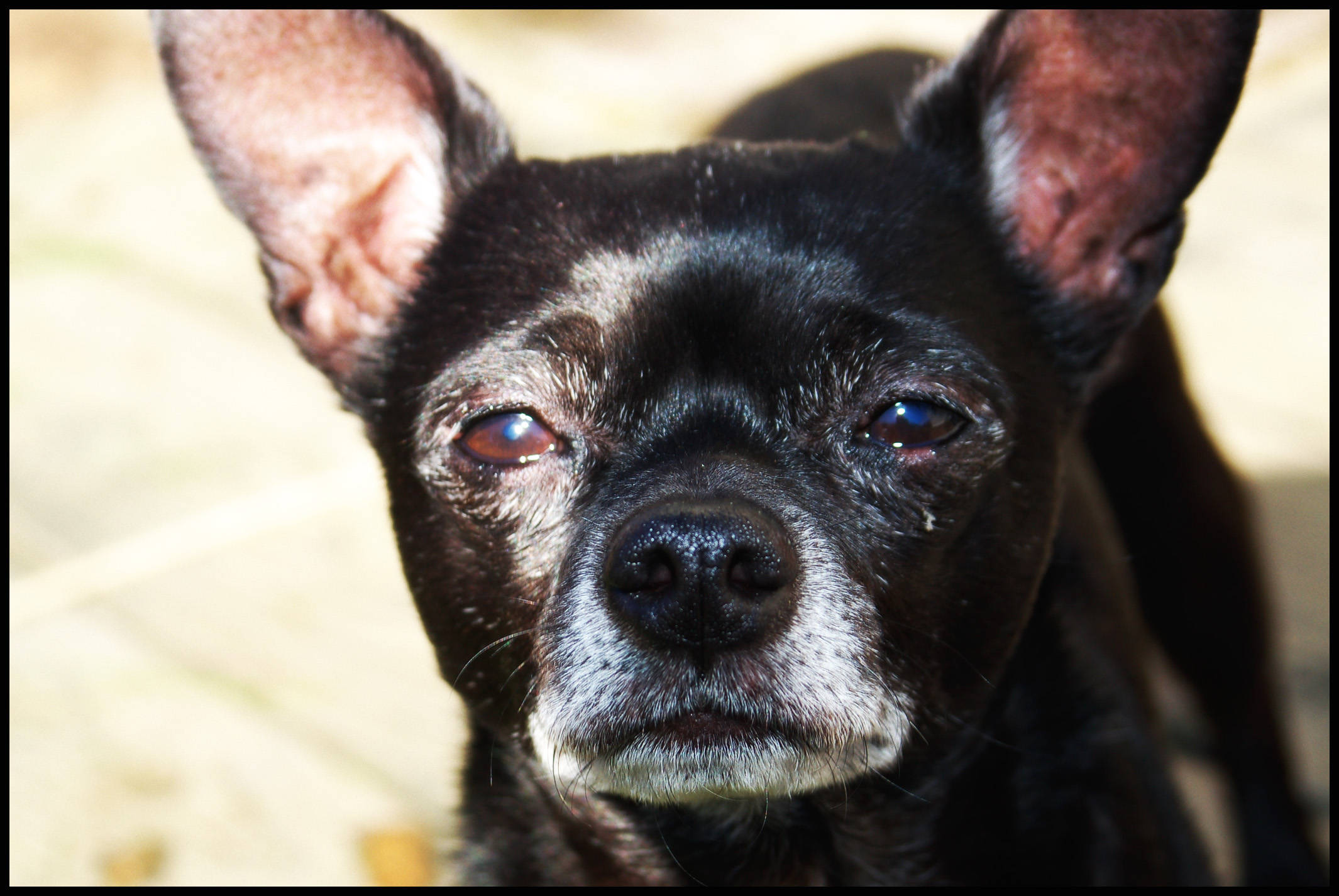 black chihuahua dog, large ears, white muzzle, Full HD Desktop Wallpaper