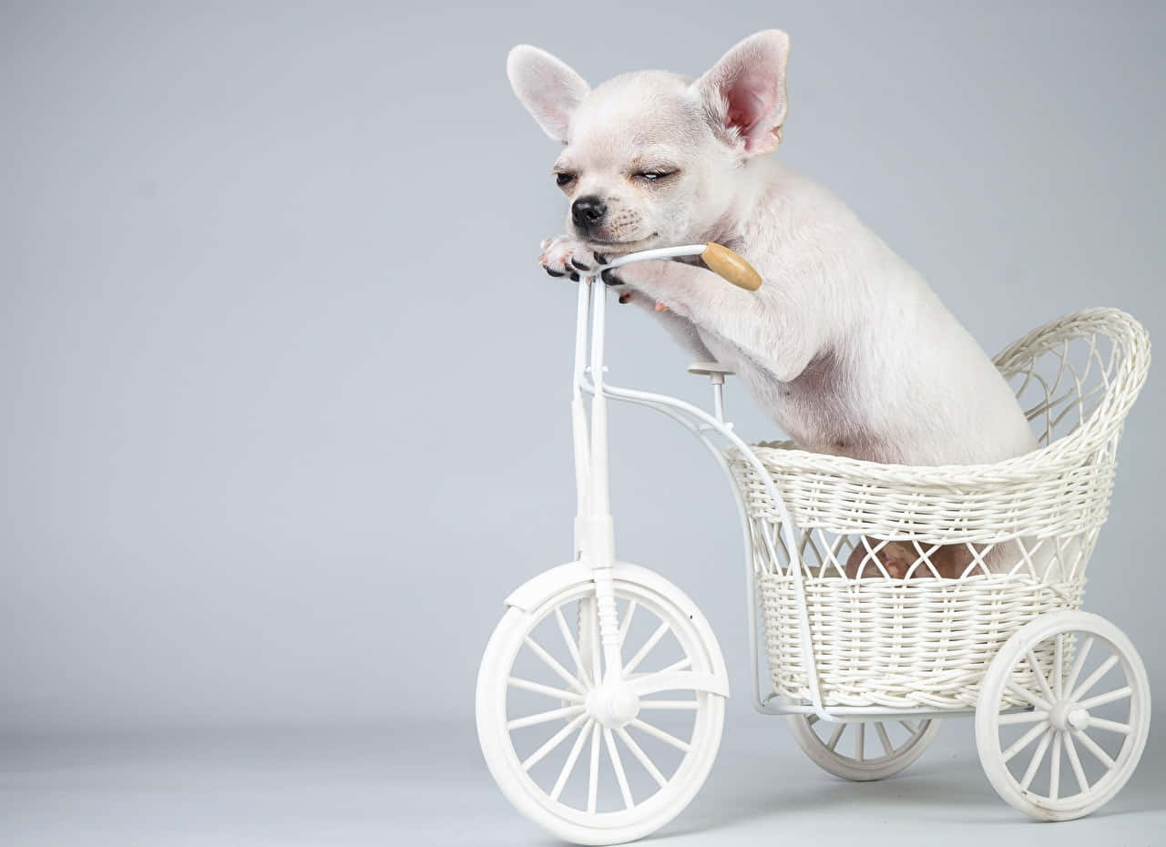 white chihuahua dog, miniature white wicker bicycle basket, soft gray studio background, HD Desktop Wallpaper