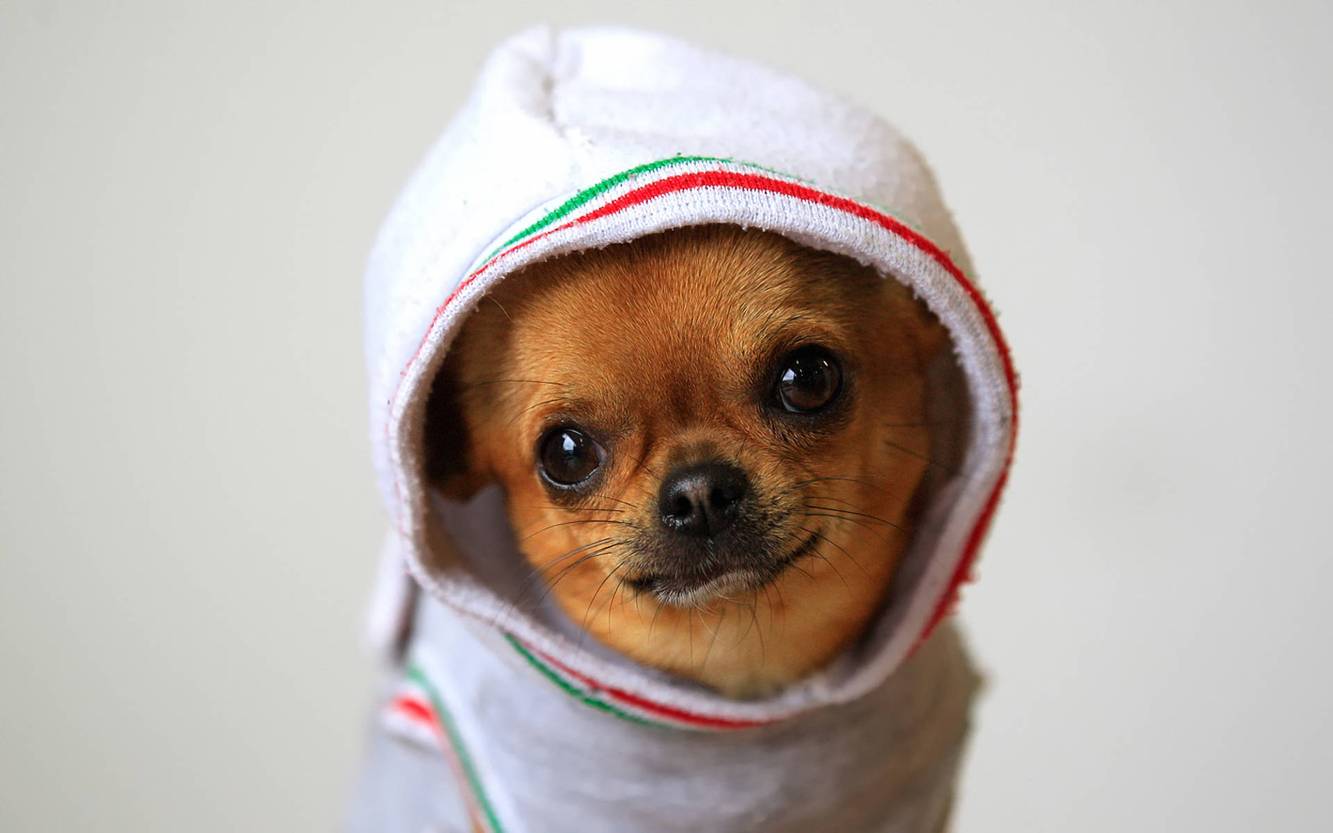 chihuahua, white towel hood, red and green stripes, Full HD Desktop Wallpaper