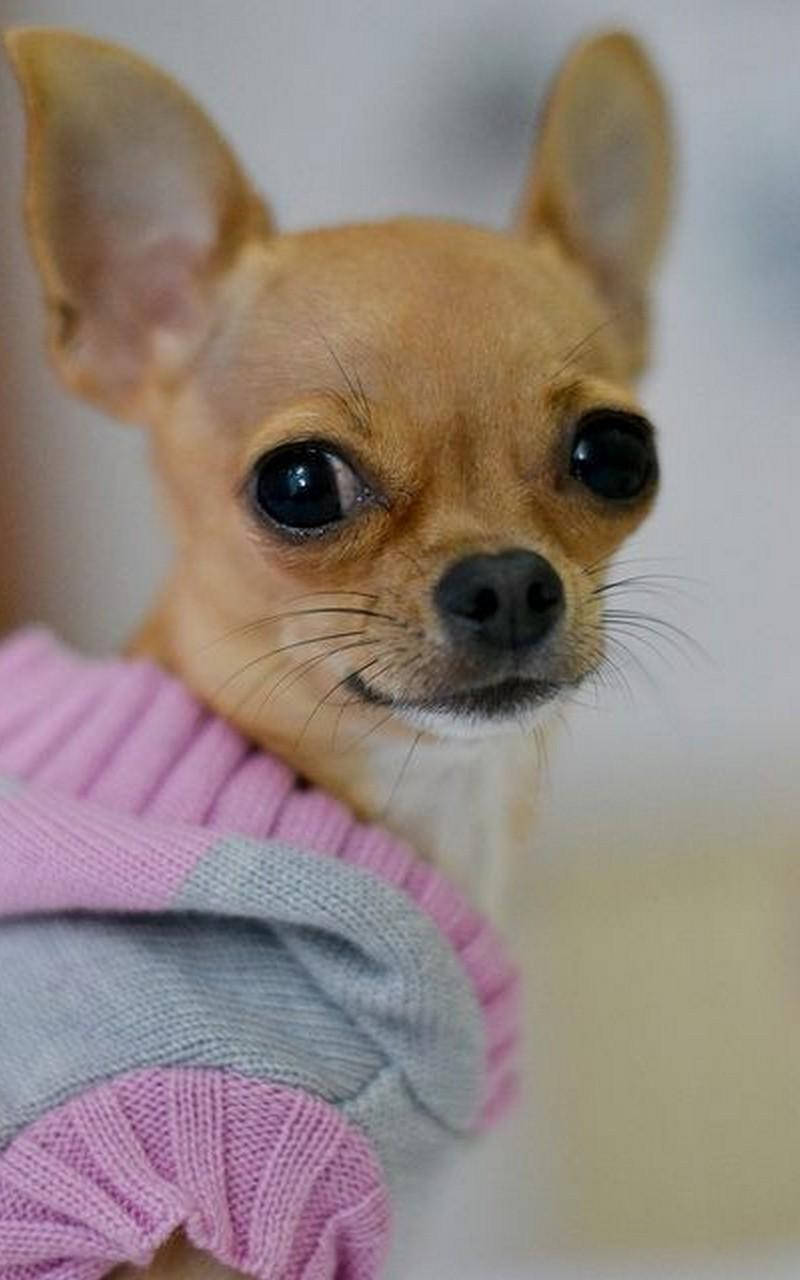 chihuahua, tan chihuahua, large dark eyes, HD Phone Wallpaper