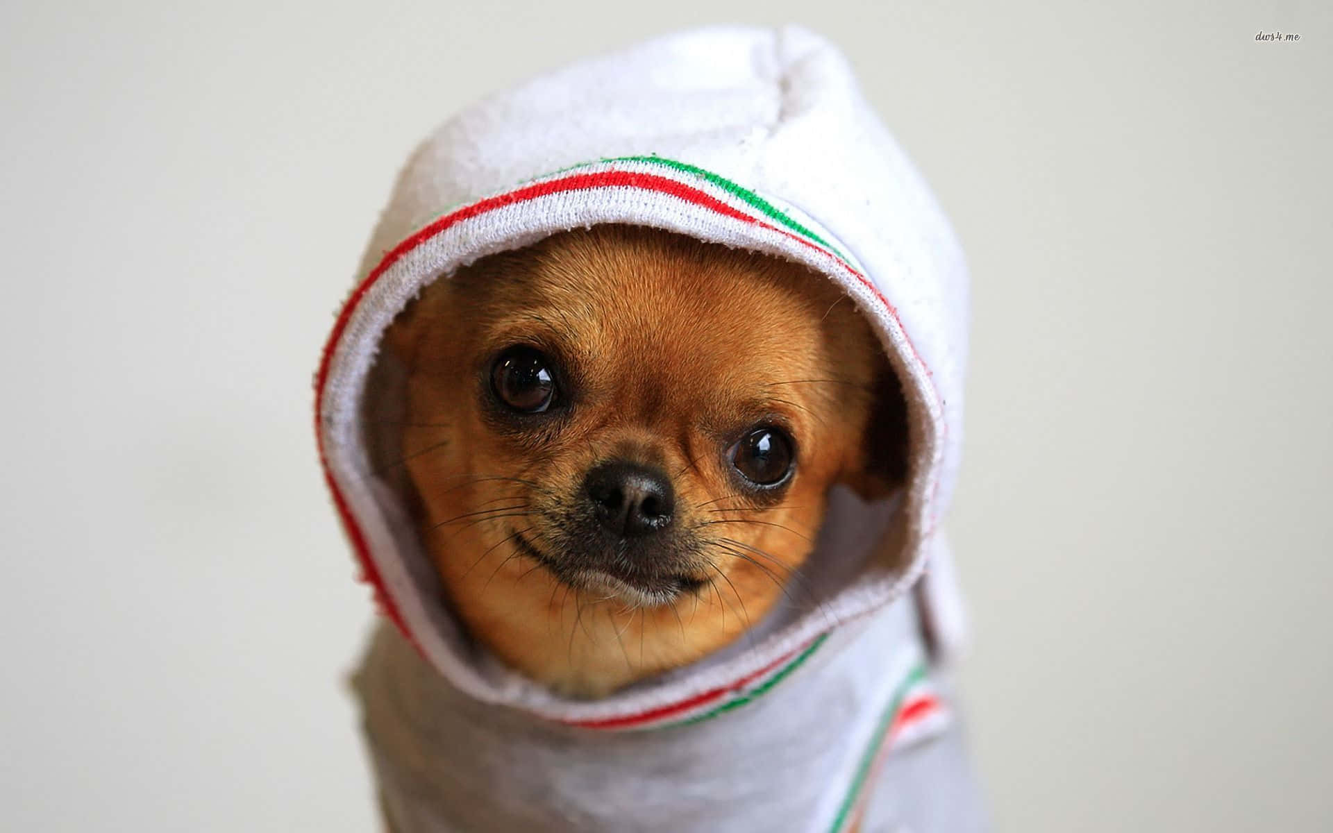 brown chihuahua dog, white hoodie, red green stripes, Full HD Desktop Wallpaper