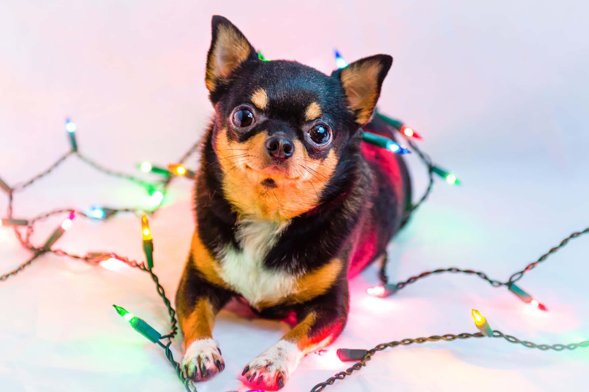 black chihuahua dog, Christmas lights, glowing colorful, Full HD Desktop Wallpaper