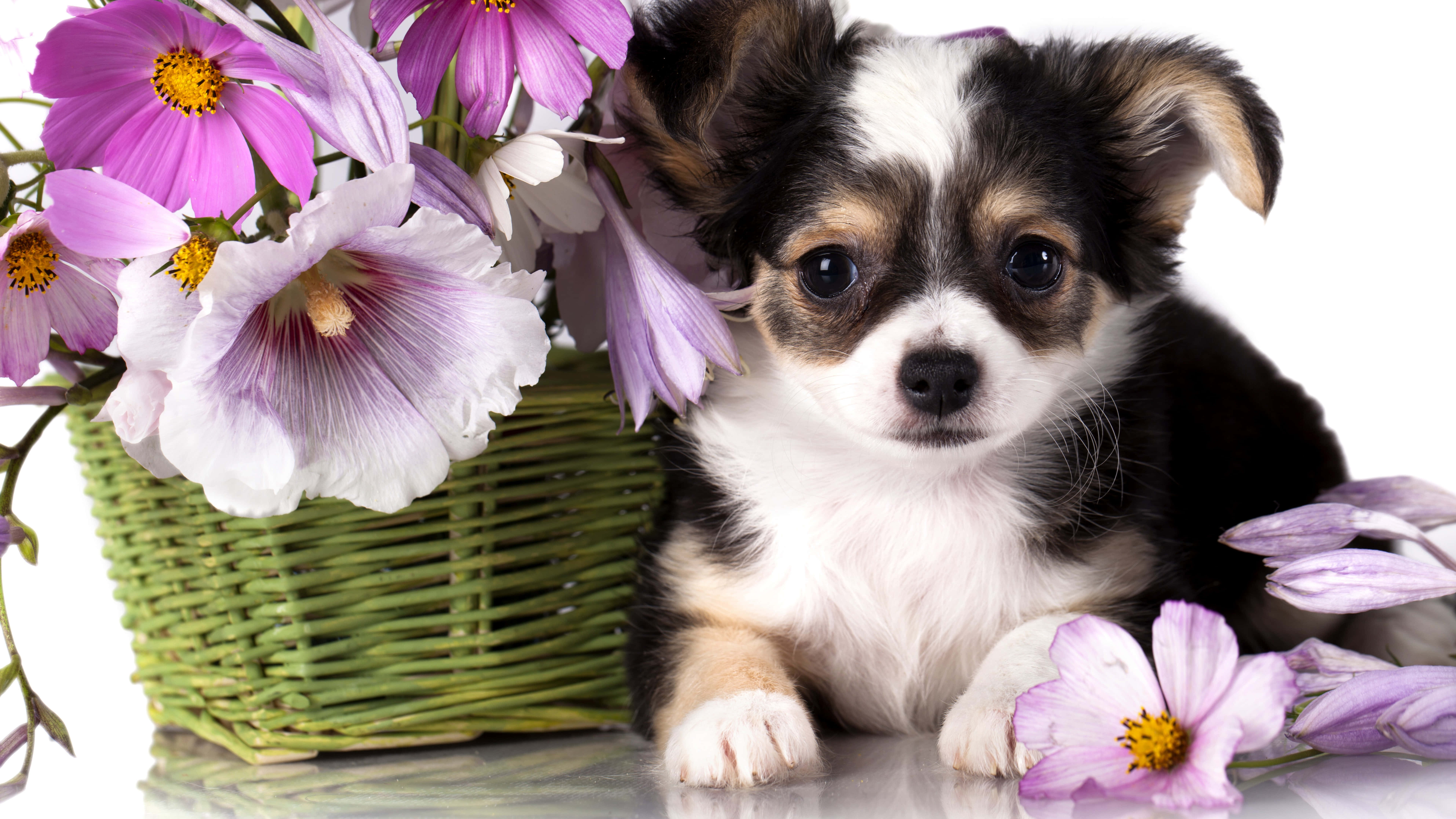 baby chihuahua, black and white puppy, green basket, 8K Desktop Wallpaper