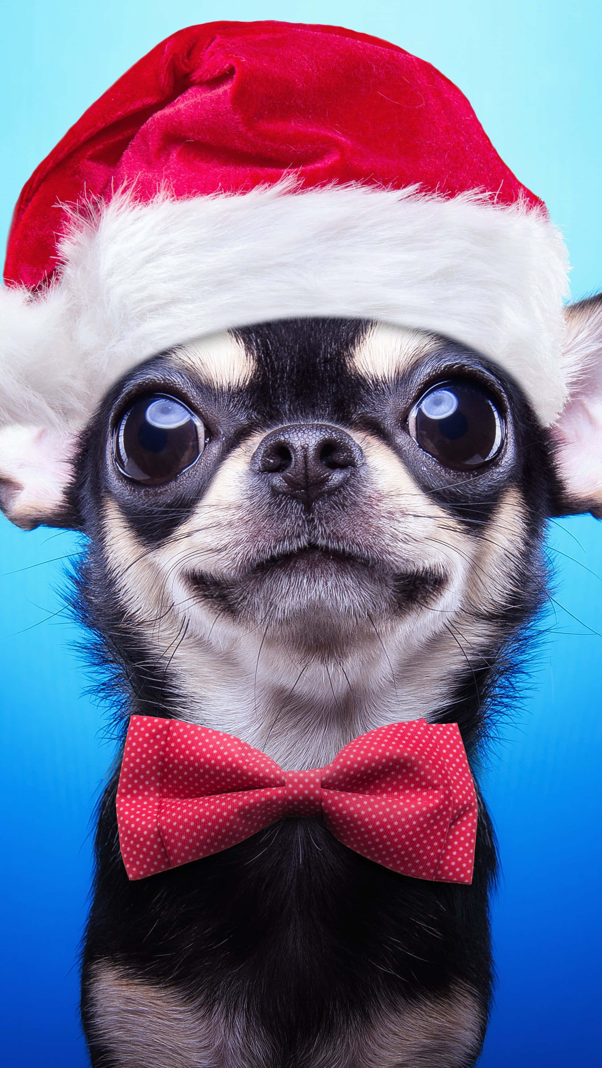 chihuahua, red Santa hat, polka dot bow tie, 2K Phone Wallpaper