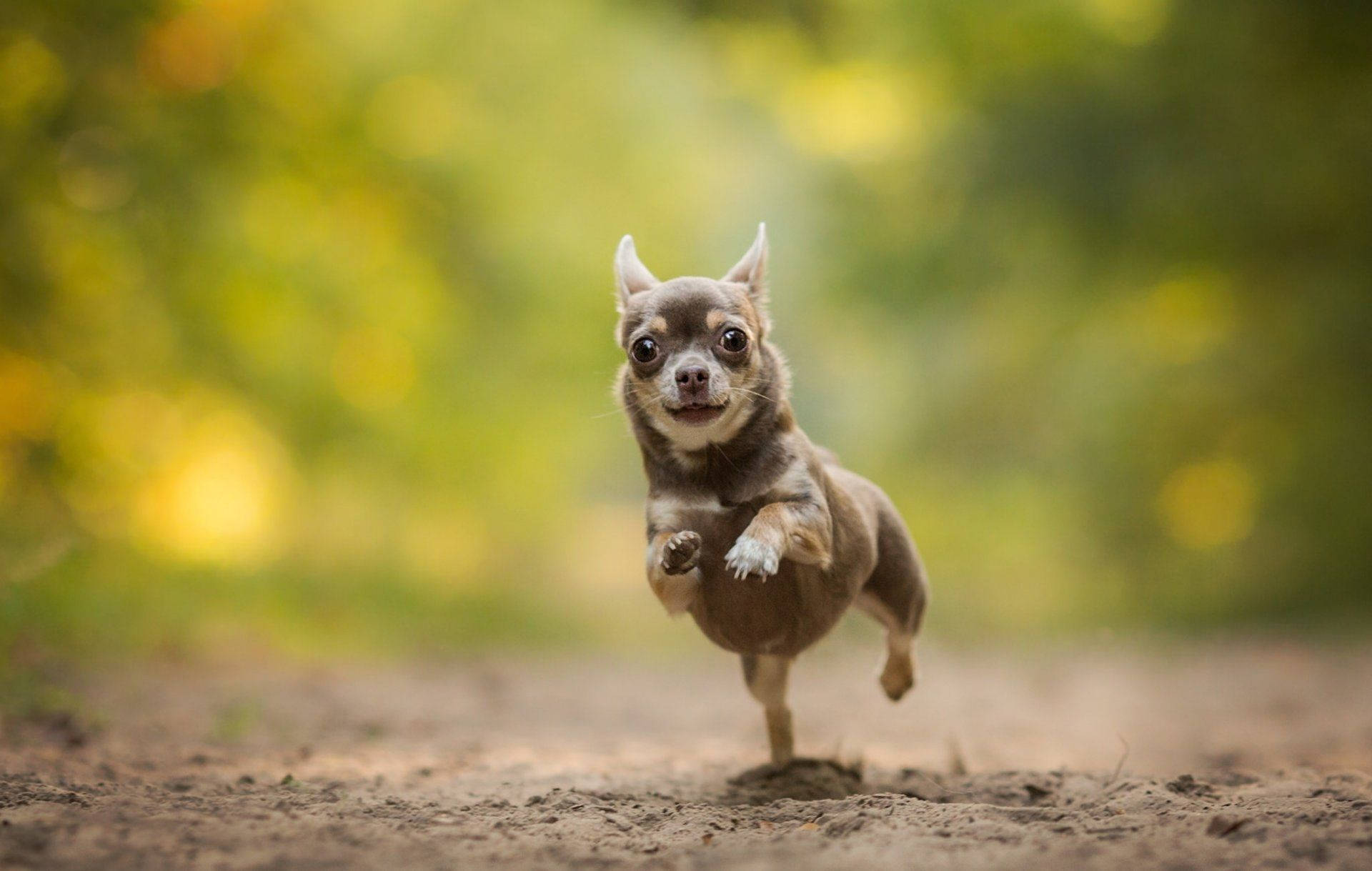 chihuahua puppy, dirt path, soft green bokeh background, Full HD Desktop Wallpaper