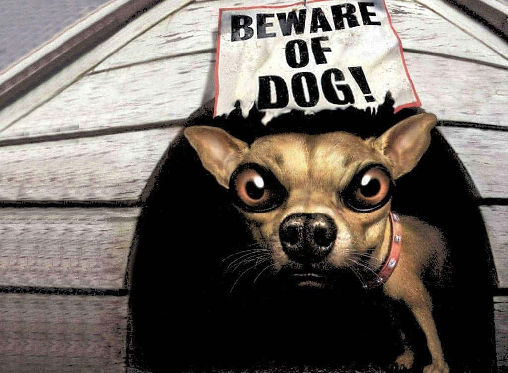 chihuahua, doghouse, Beware of Dog! sign, SD Desktop Wallpaper