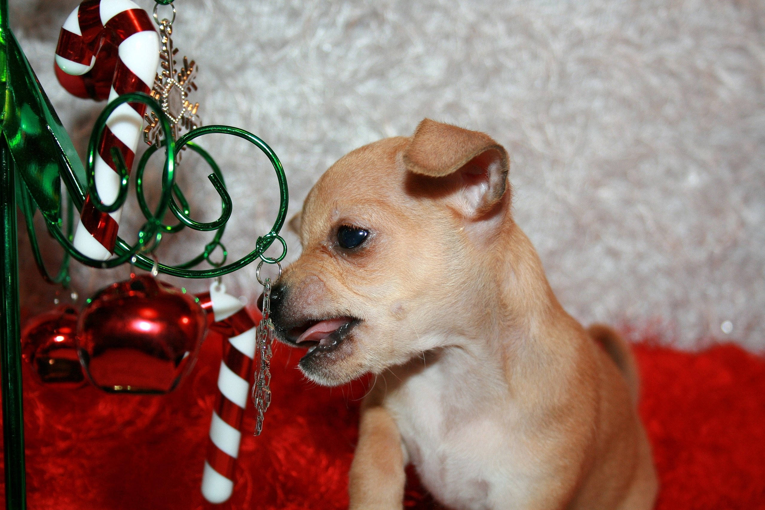 Chihuahua, Christmas decorations, shiny red ornament, 2K Desktop Wallpaper
