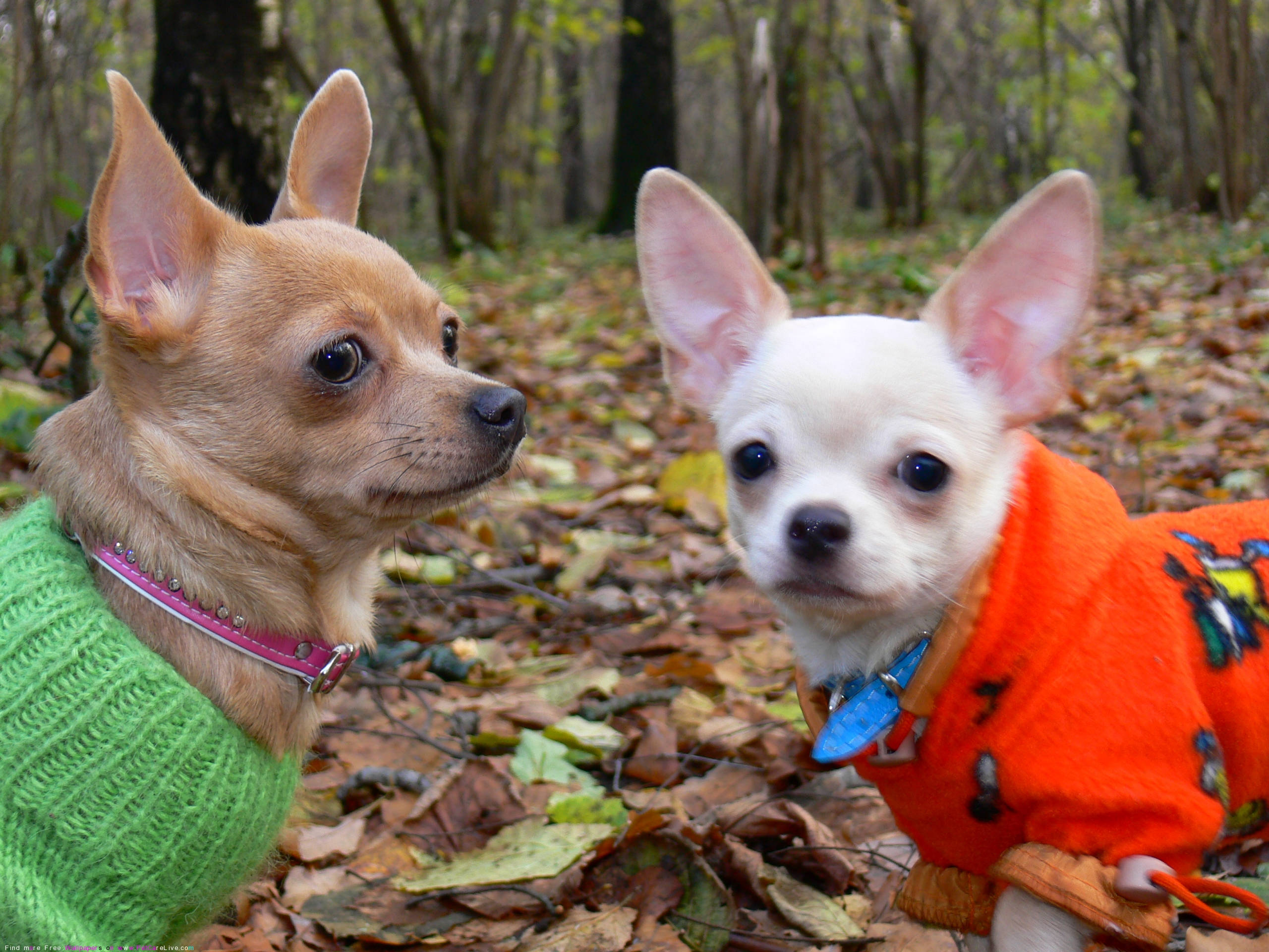 chihuahuas, forest, autumn leaves, 2K Desktop Wallpaper