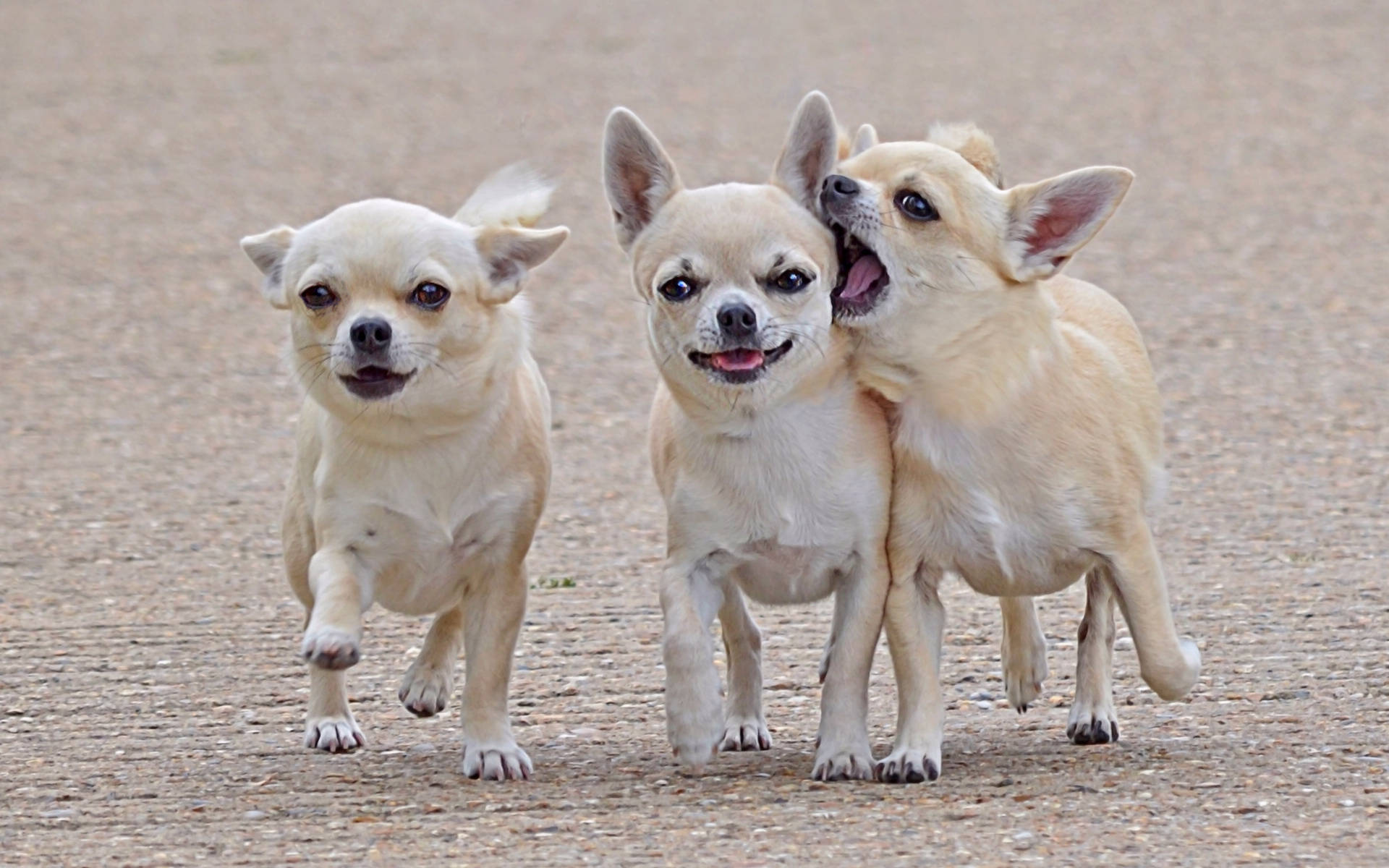 chihuahuas, cream, gravel path, Full HD Desktop Wallpaper