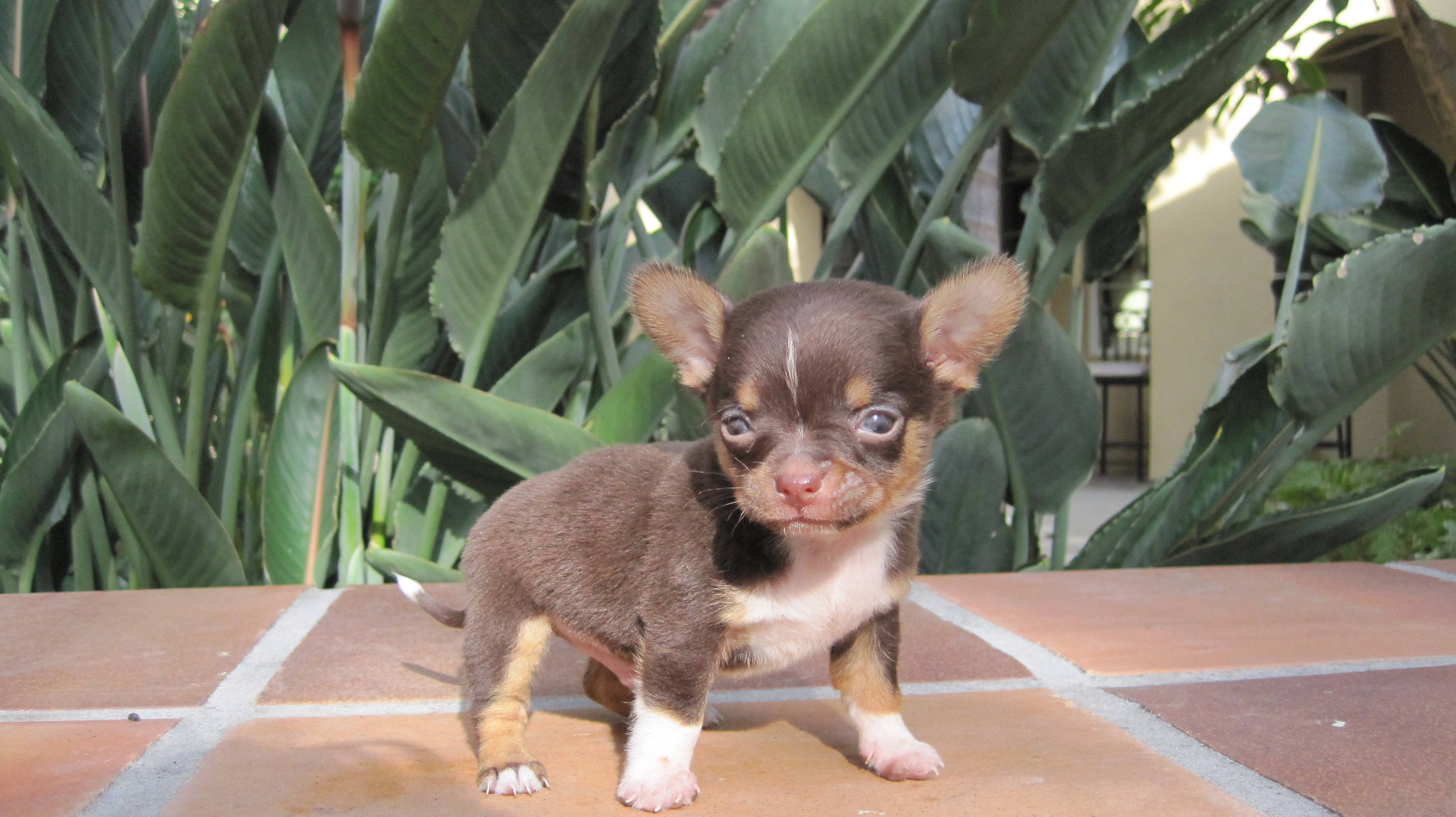 teacup chihuahua puppy, brown and white, big blue eyes, 2K Desktop Wallpaper