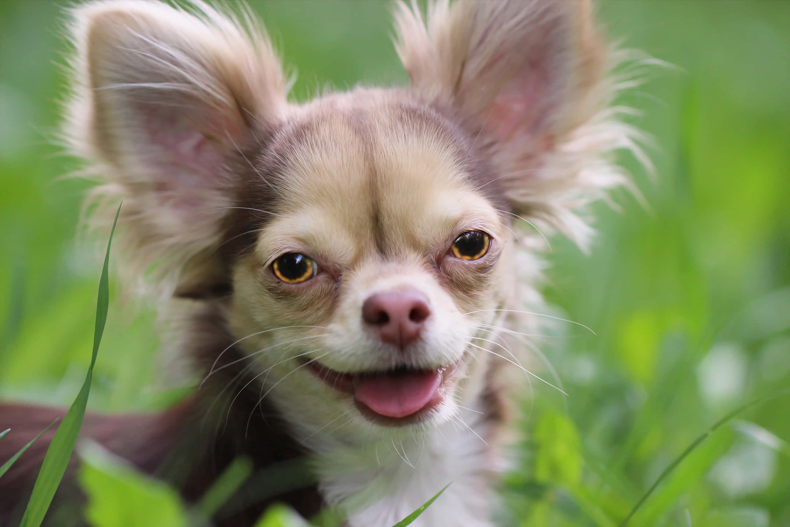 smiling long haired chihuahua dog, big ears, bright eyes, 2K Desktop Wallpaper