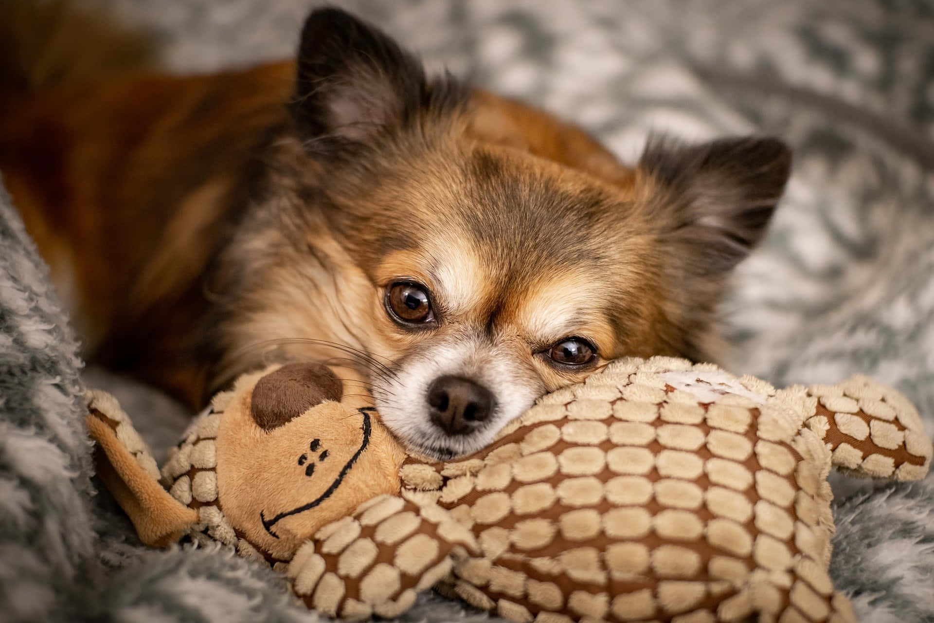 chocolate chihuahua, plush toy, soft gray blanket, Full HD Desktop Wallpaper