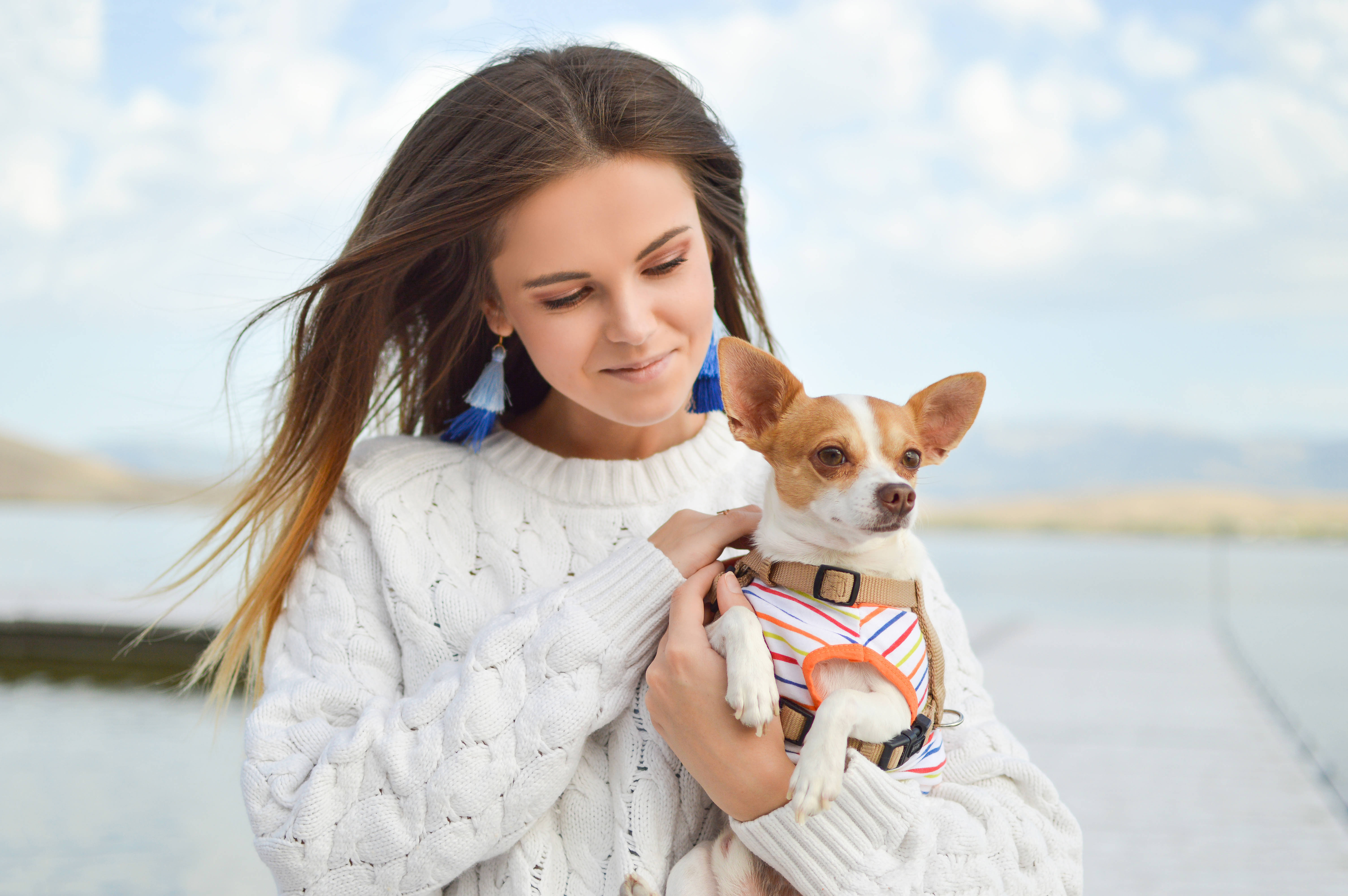 white knit sweater, small chihuahua, striped harness, 5K Desktop Wallpaper