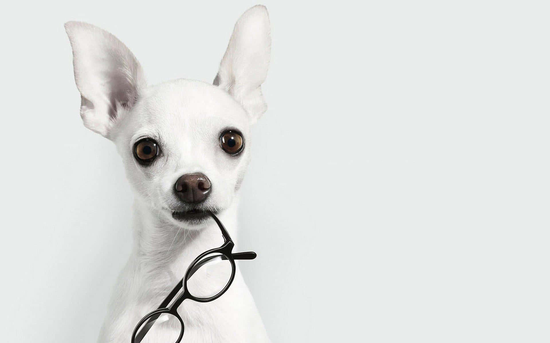 white chihuahua, large ears, black-rimmed glasses, Full HD Desktop Wallpaper