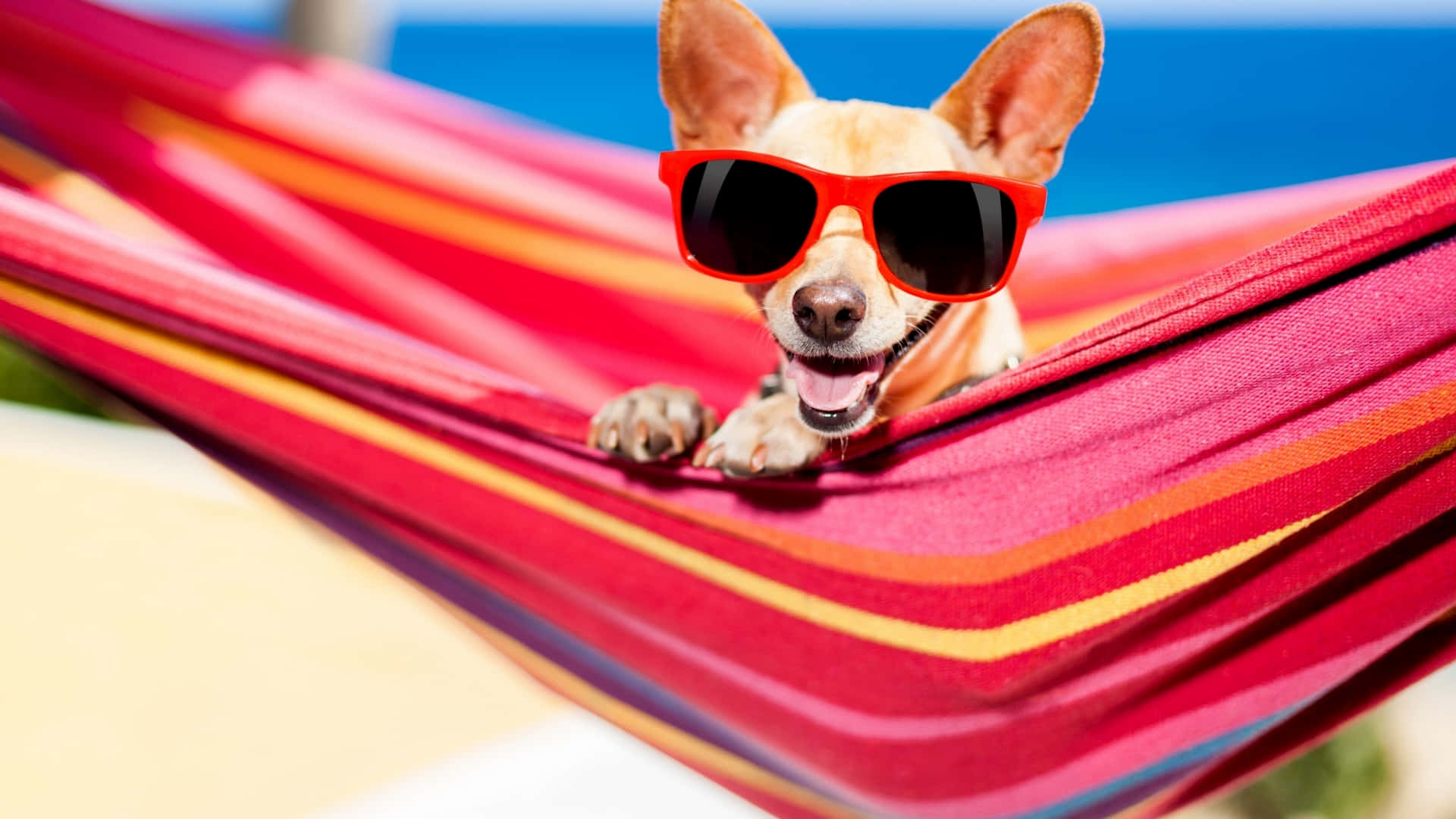 chihuahua, red sunglasses, colorful striped hammock, Full HD Desktop Wallpaper