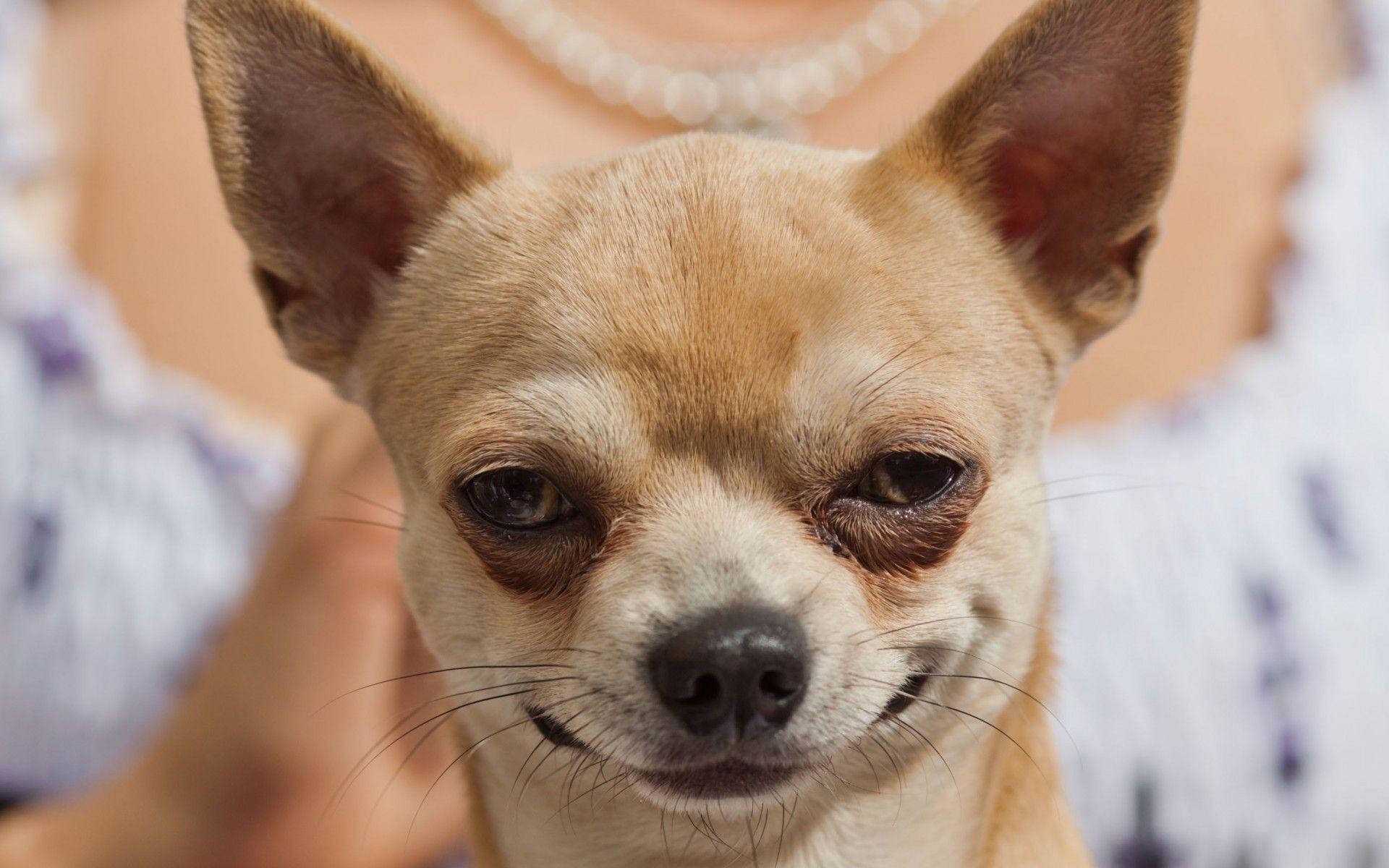 Chihuahua, tan, large ears, Full HD Desktop Wallpaper