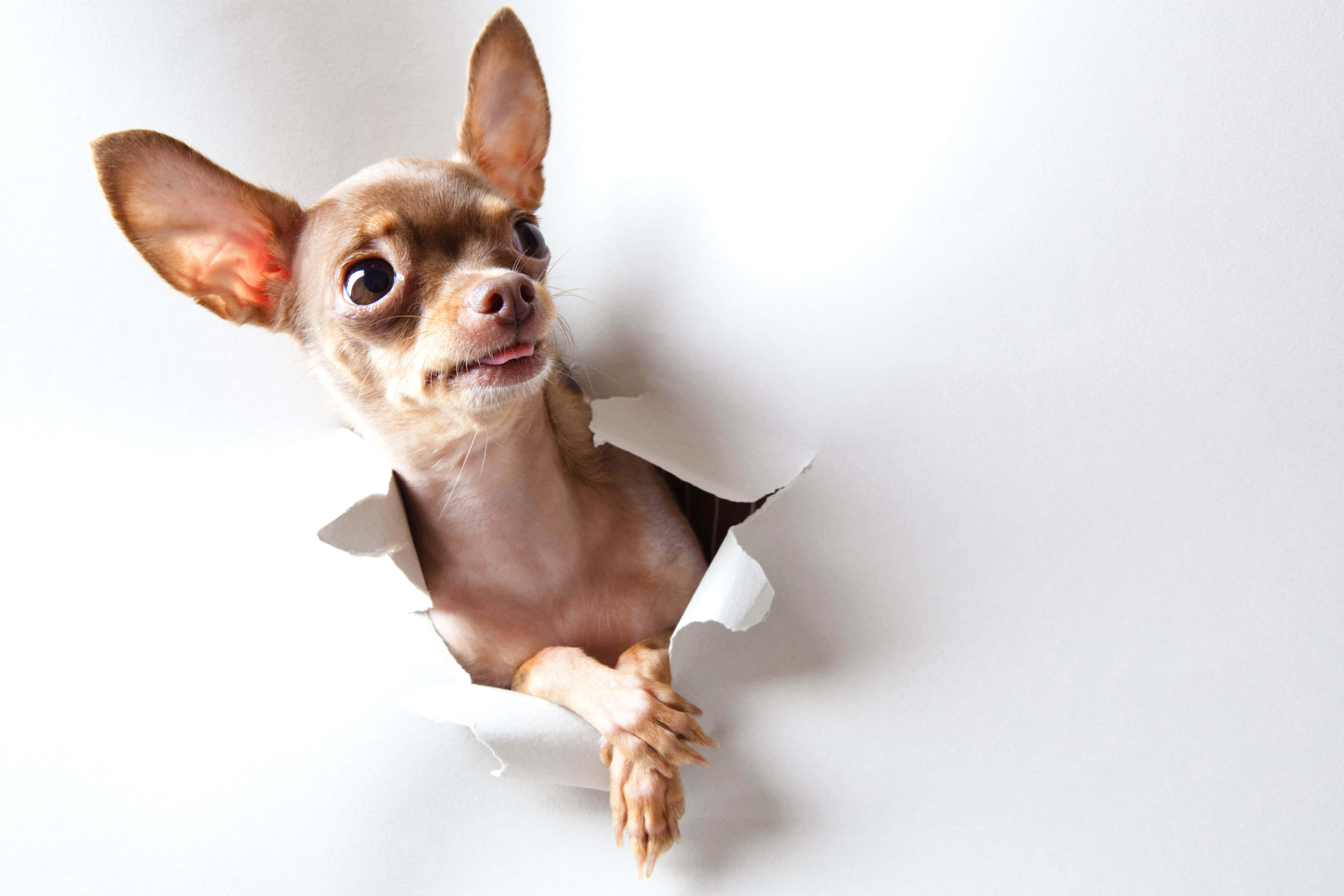 chihuahua, brown, torn white paper hole, 5K Desktop Wallpaper