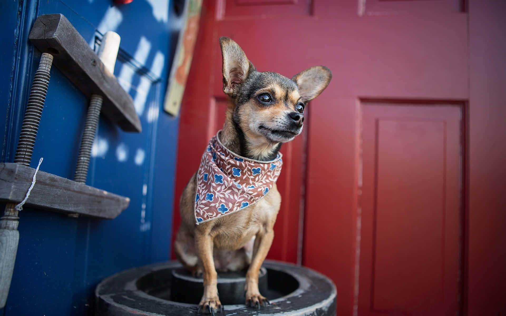 chihuahua, floral bandana, black barrel, Full HD Desktop Wallpaper