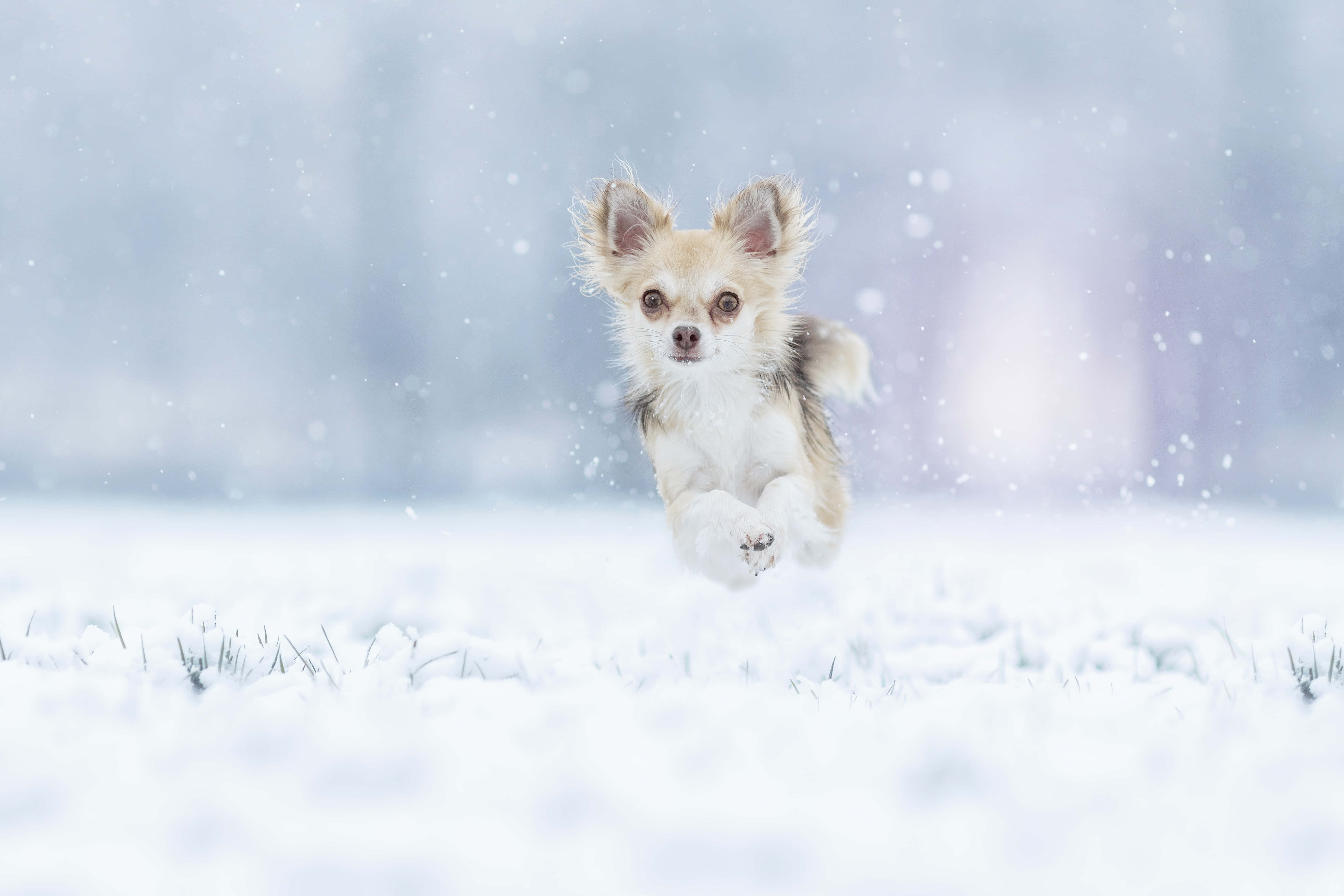 chihuahua, snowy field, snowflakes, 5K Desktop Wallpaper