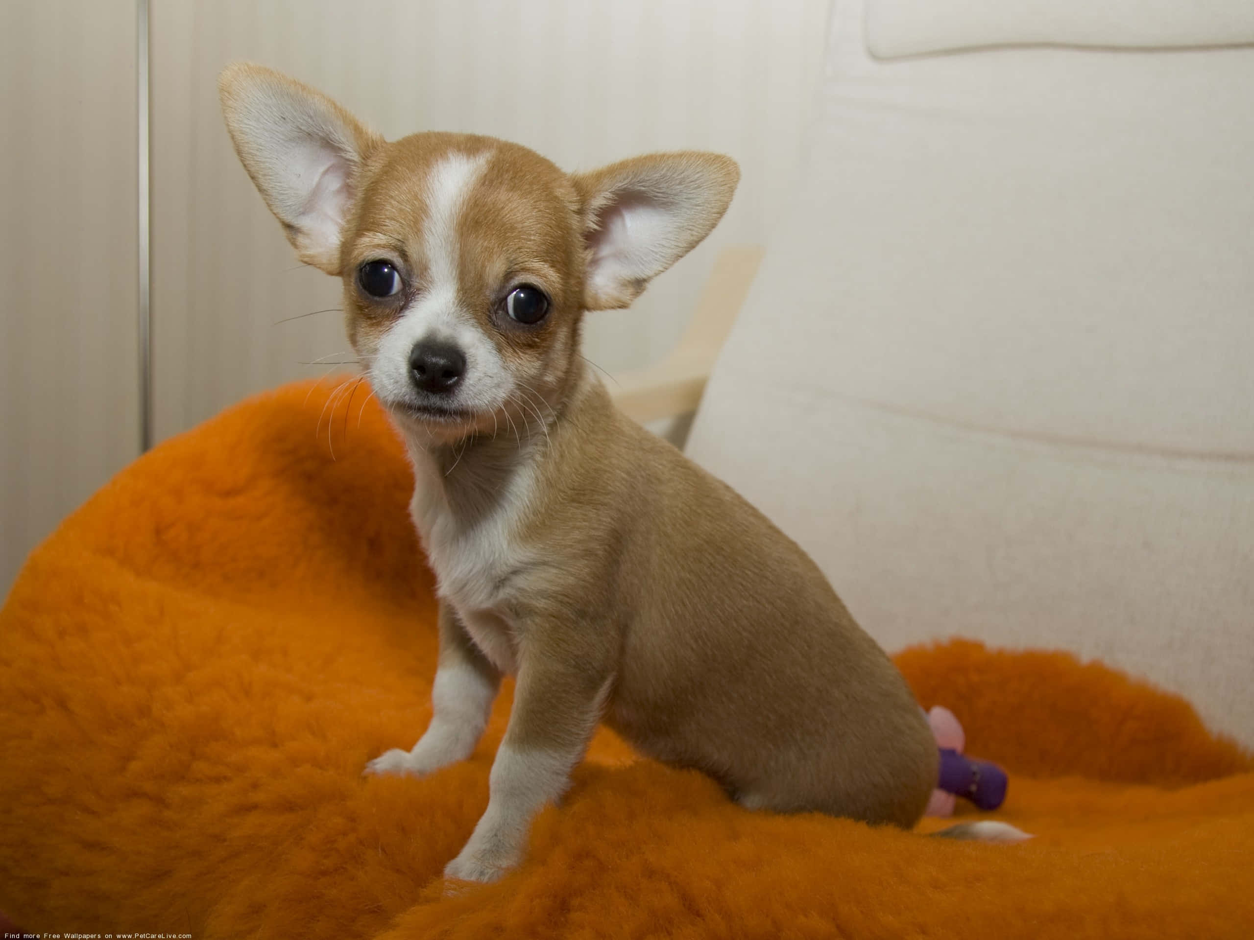 Chihuahua, tan and white, huge dark eyes, 2K Desktop Wallpaper
