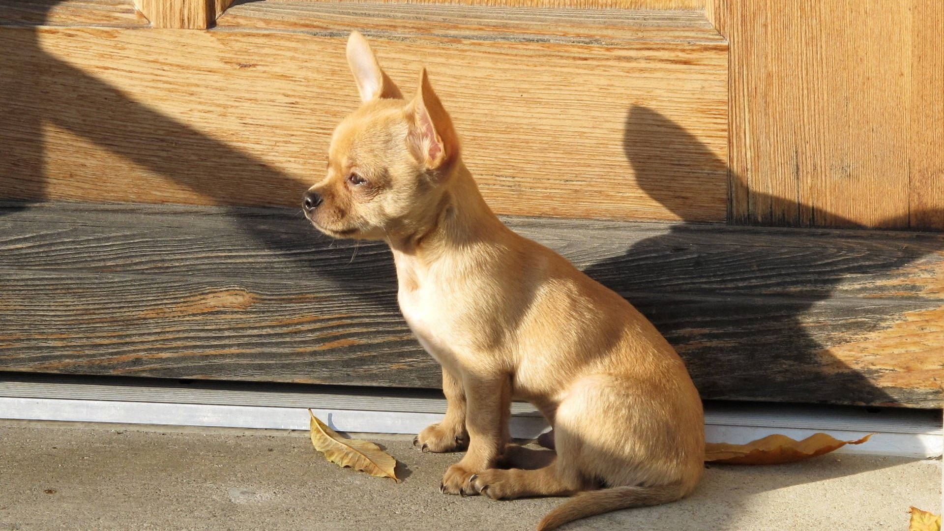 chihuahua, concrete step, warm sunlight, Full HD Desktop Wallpaper