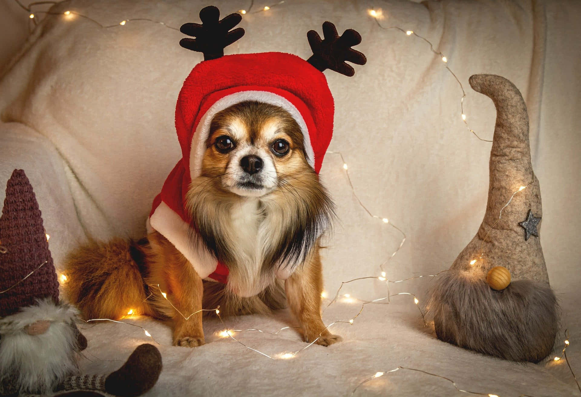 long haired chihuahua, reindeer hat, festive gnomes, Full HD Desktop Wallpaper
