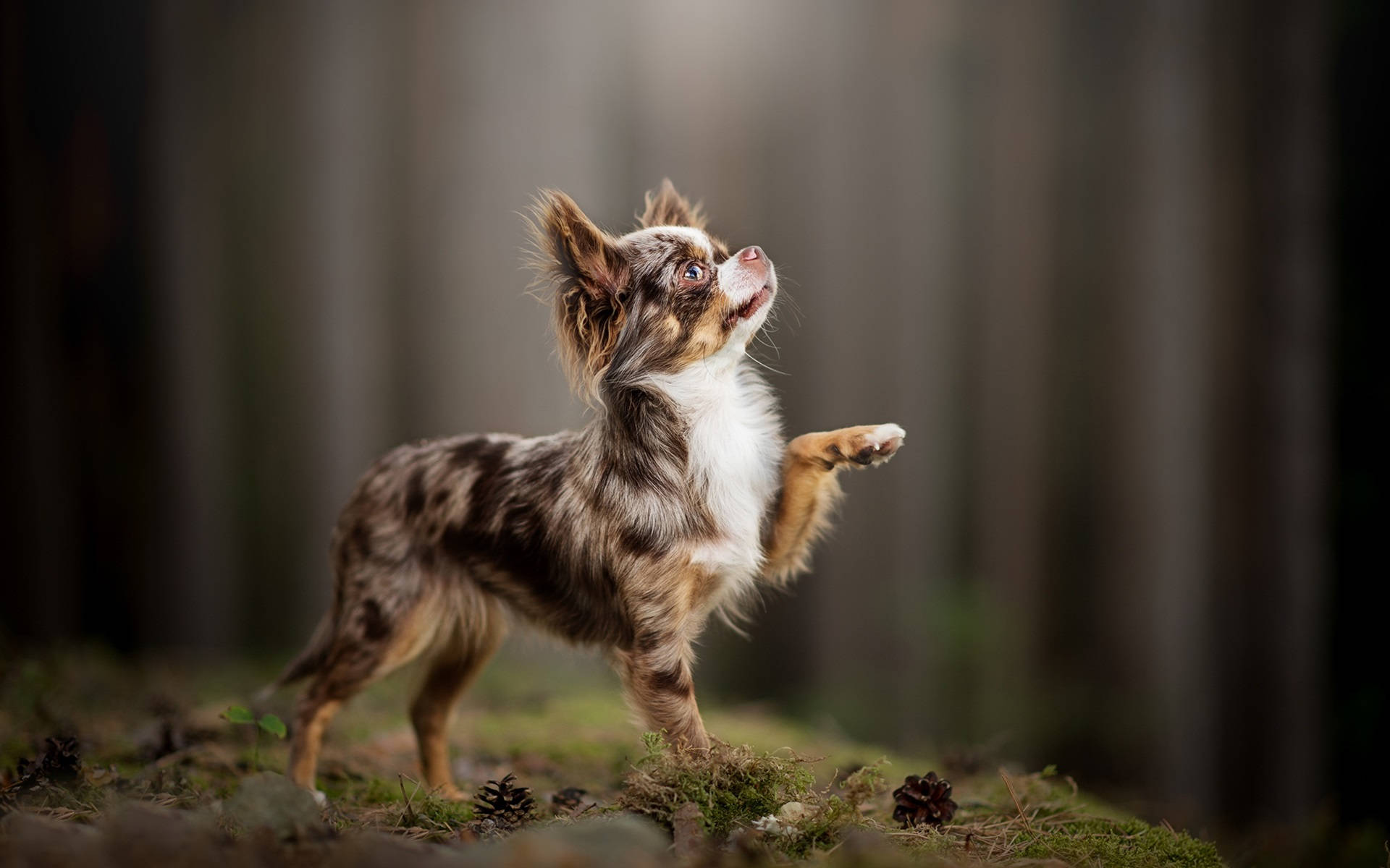 Chihuahua, forest, mossy ground, Full HD Desktop Wallpaper