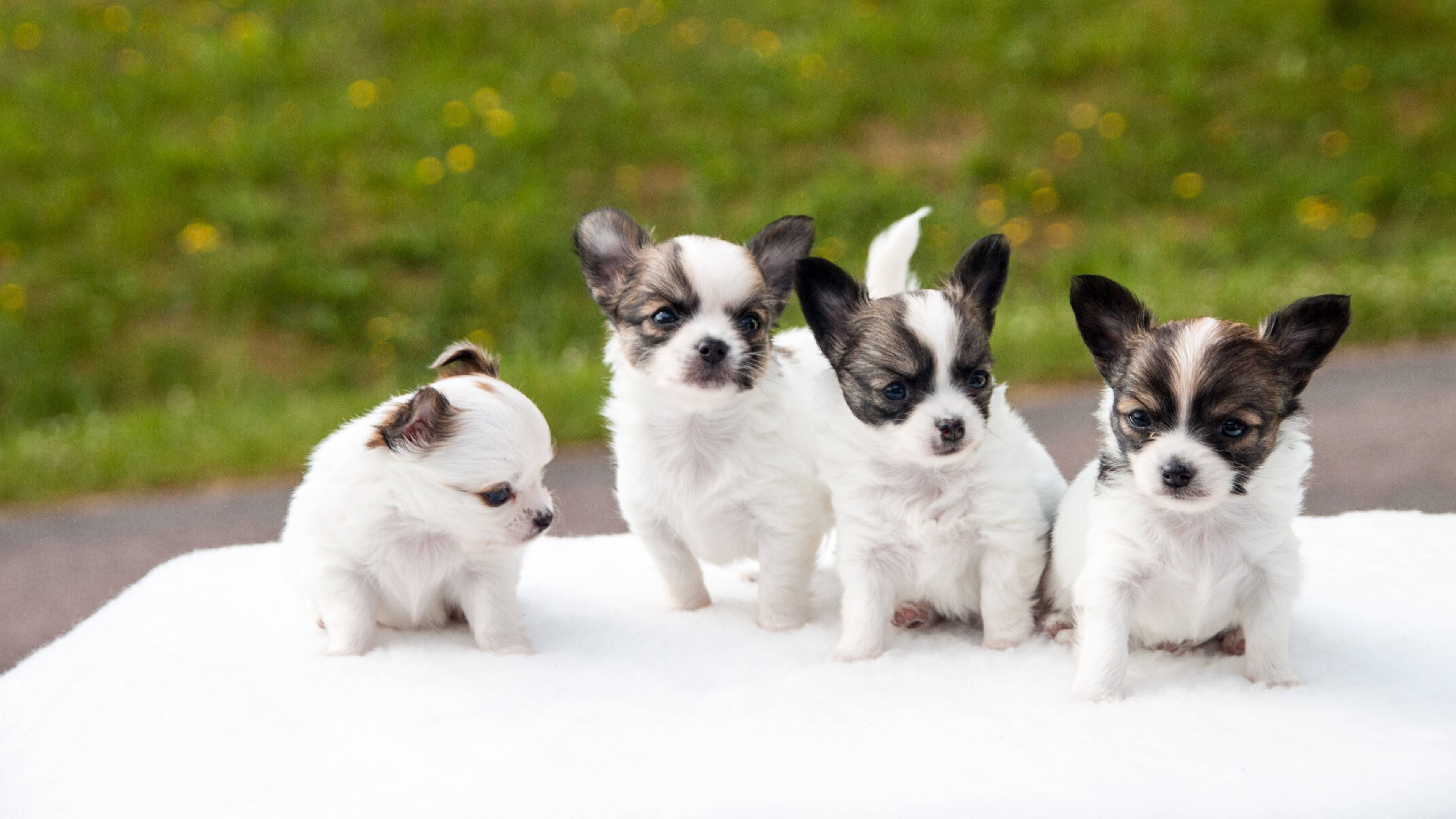 chihuahua puppies, white and black fur, white blanket, 4K Desktop Wallpaper