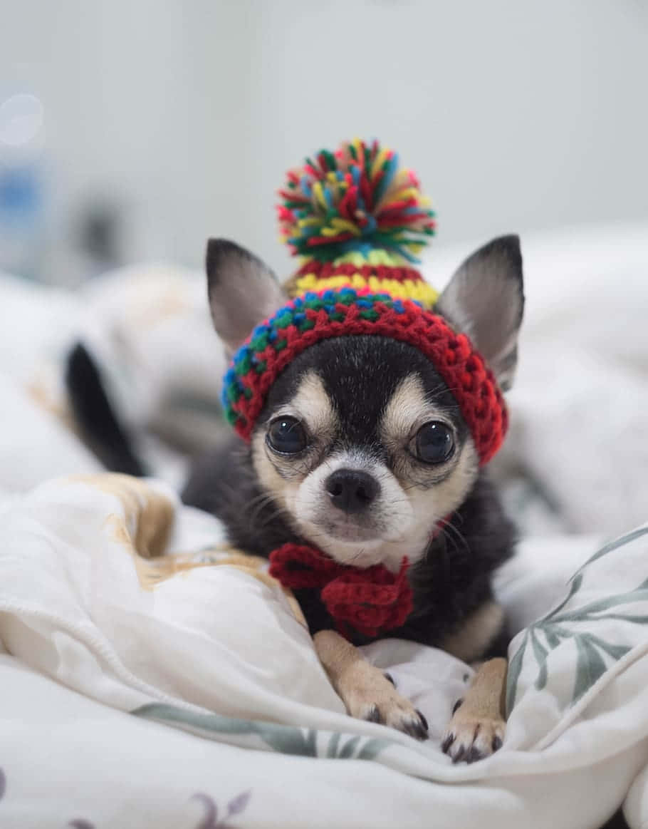 chihuahua, crochet portrait, knitted hat, SD Phone Wallpaper