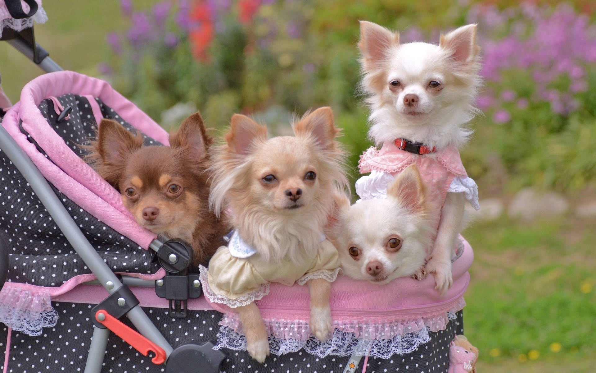 chihuahuas, pink and black polka dot stroller, cute dresses, Full HD Desktop Wallpaper