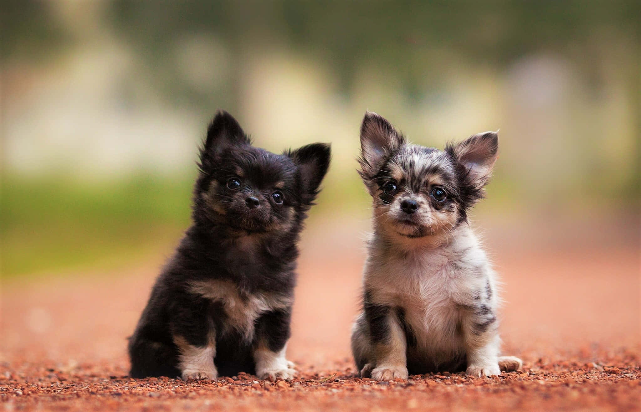 long-haired chihuahua, two baby long haired chihuahua dog, reddish dirt path, Full HD Desktop Wallpaper