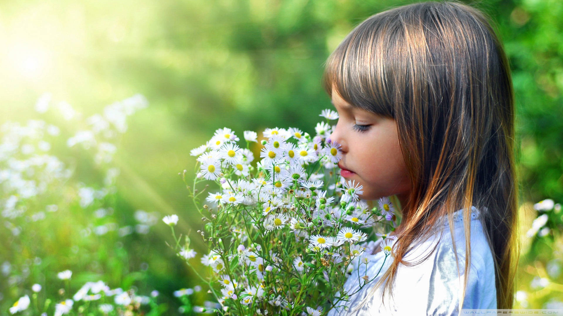 little girl, white daisies, sunlit meadow, Full HD Desktop Wallpaper
