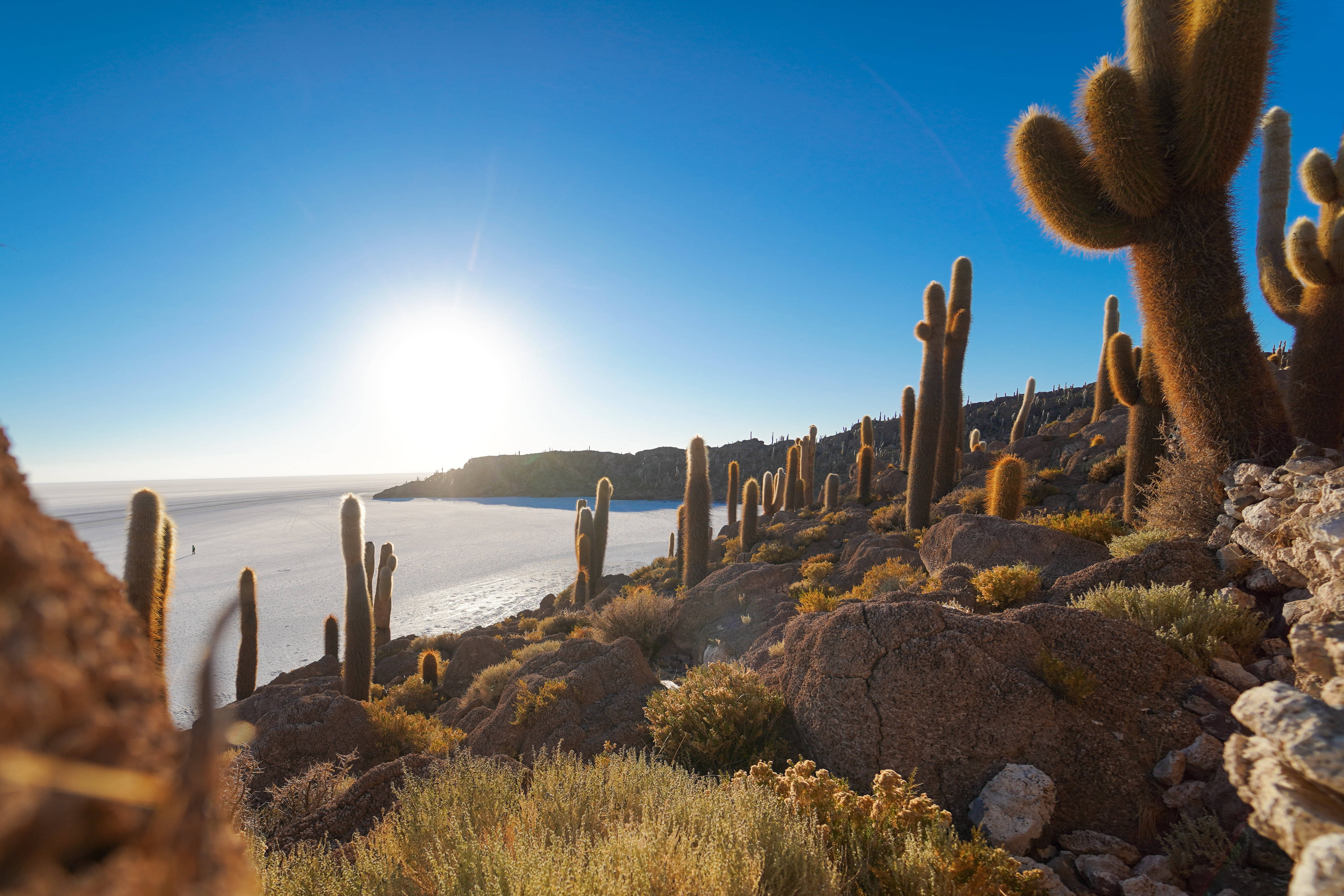 cactus, desert, Chile, 5K Desktop Wallpaper