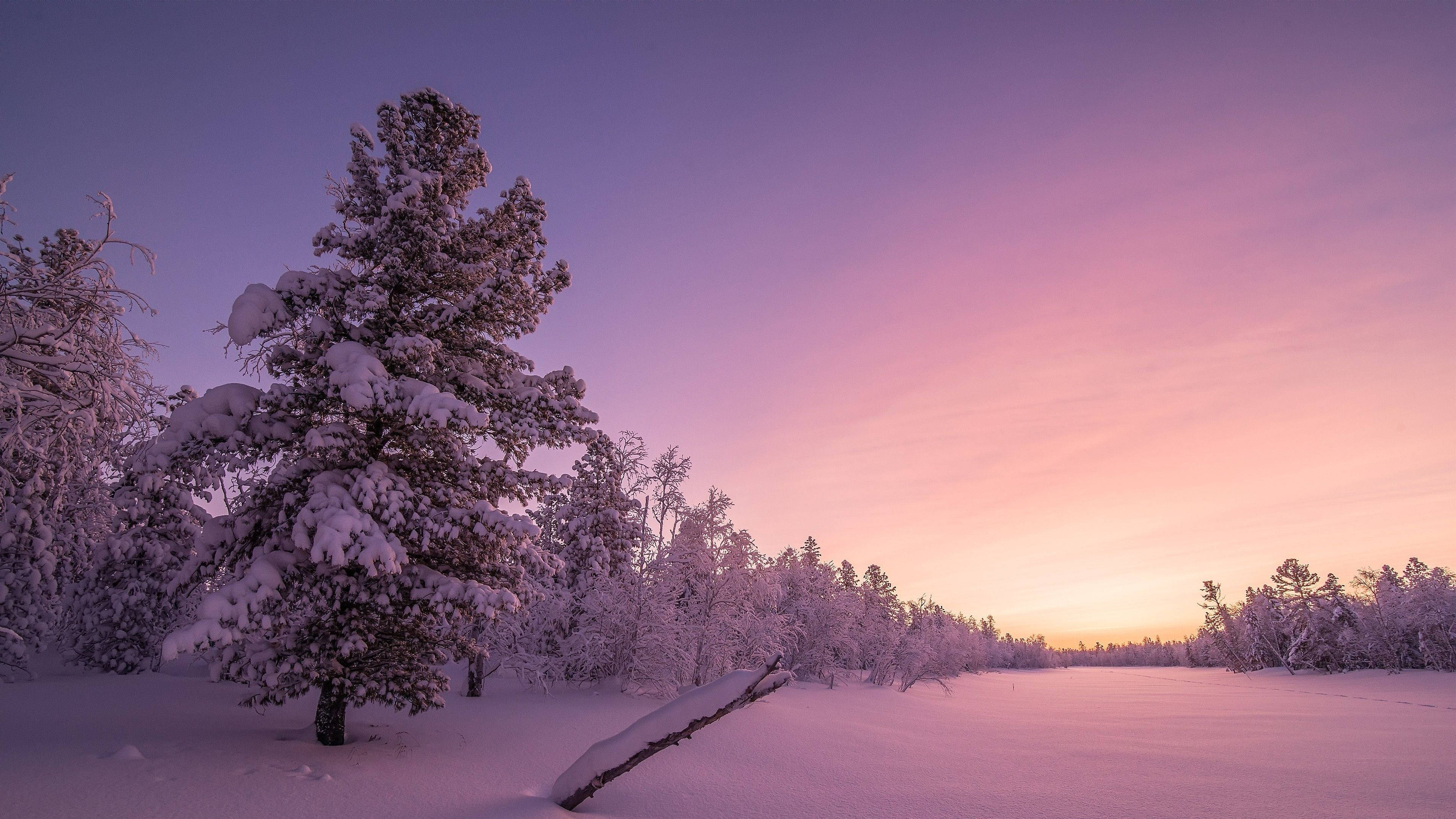 Chill 4K, snow-covered pine tree, frozen field, 4K Desktop Wallpaper