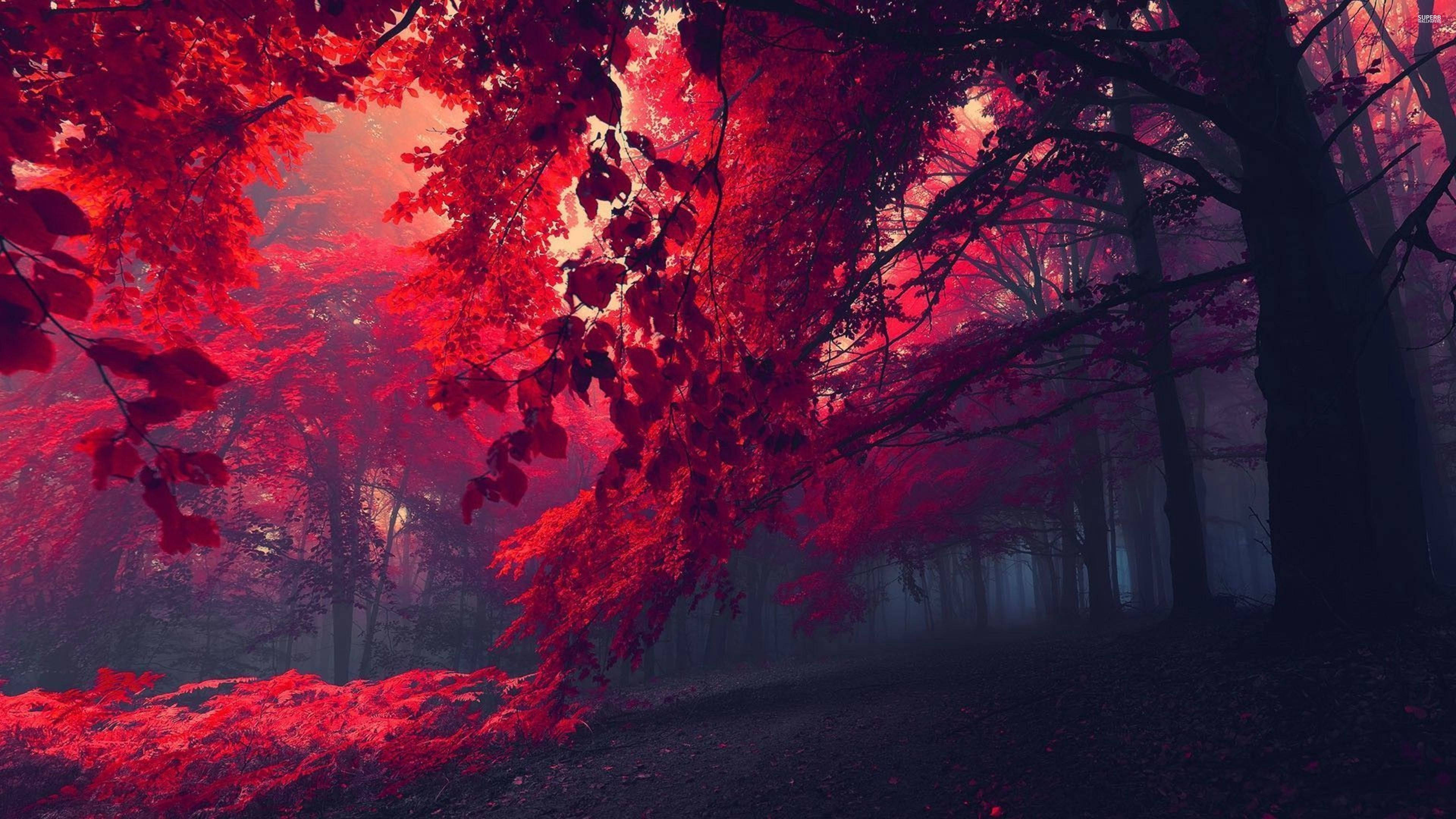 Chill 4K, dark red trees, misty forest path, 4K Desktop Wallpaper