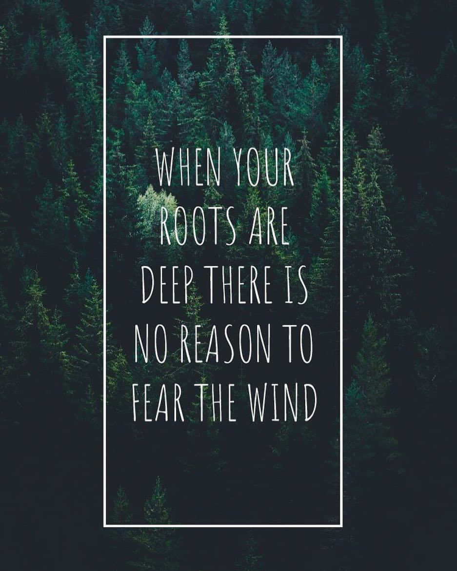 chill aesthetic, dark forest, pine trees, SD Phone Wallpaper