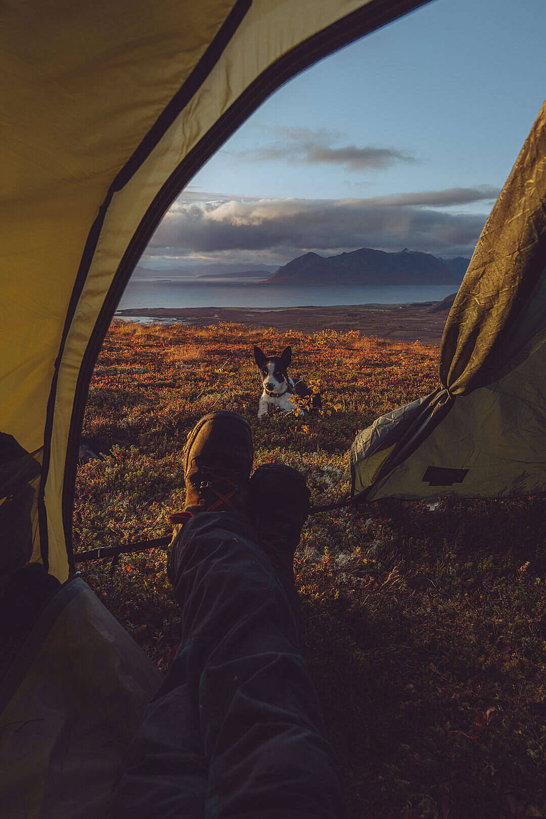 Chill iPhone, yellow tent, black and white dog, HD Phone Wallpaper