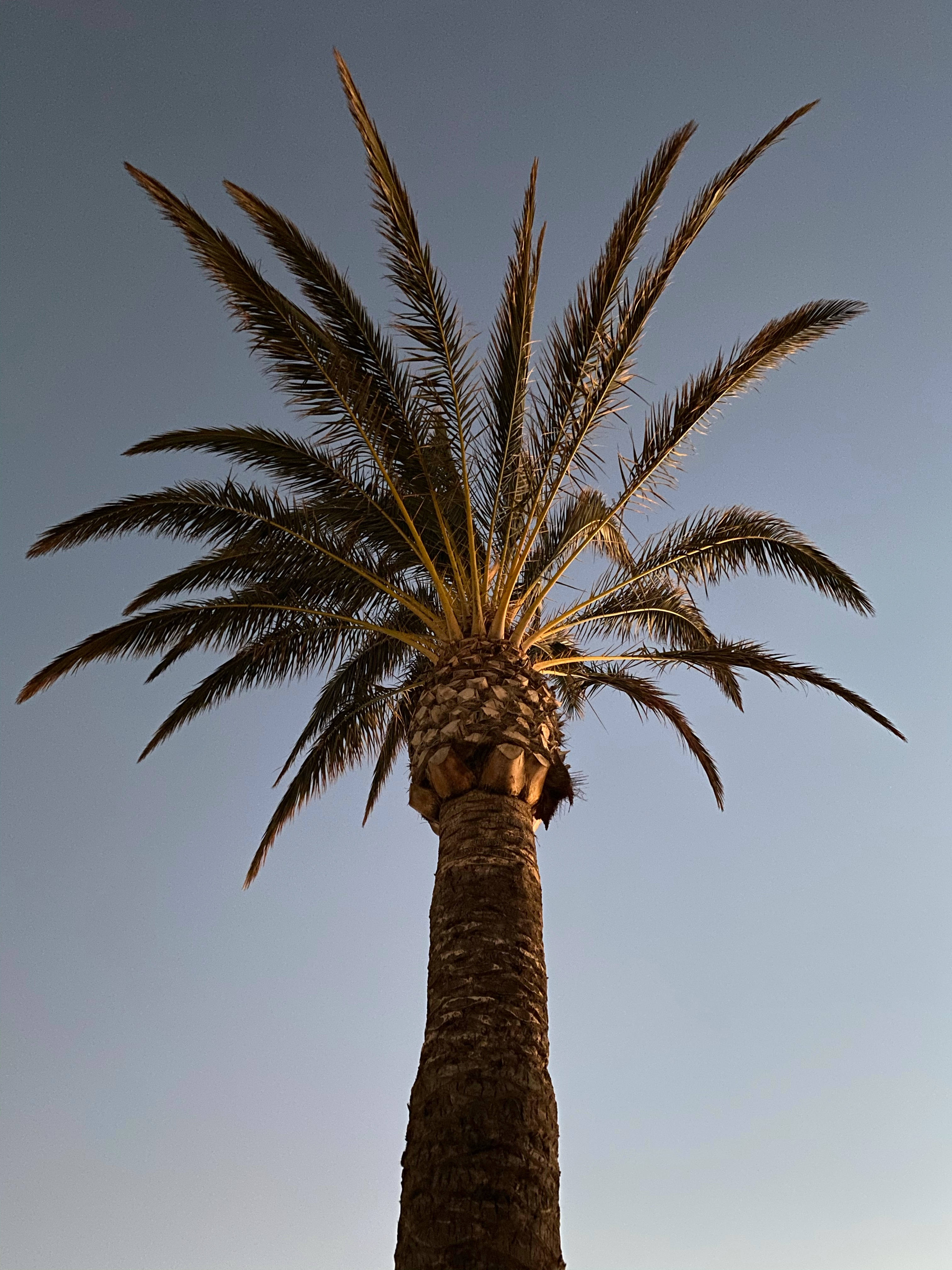 Chill iPhone, green palm tree, sunset, 4K Phone Wallpaper