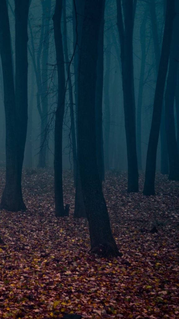 Shivering Dusky Forest, misty forest, tall trees, SD Phone Wallpaper