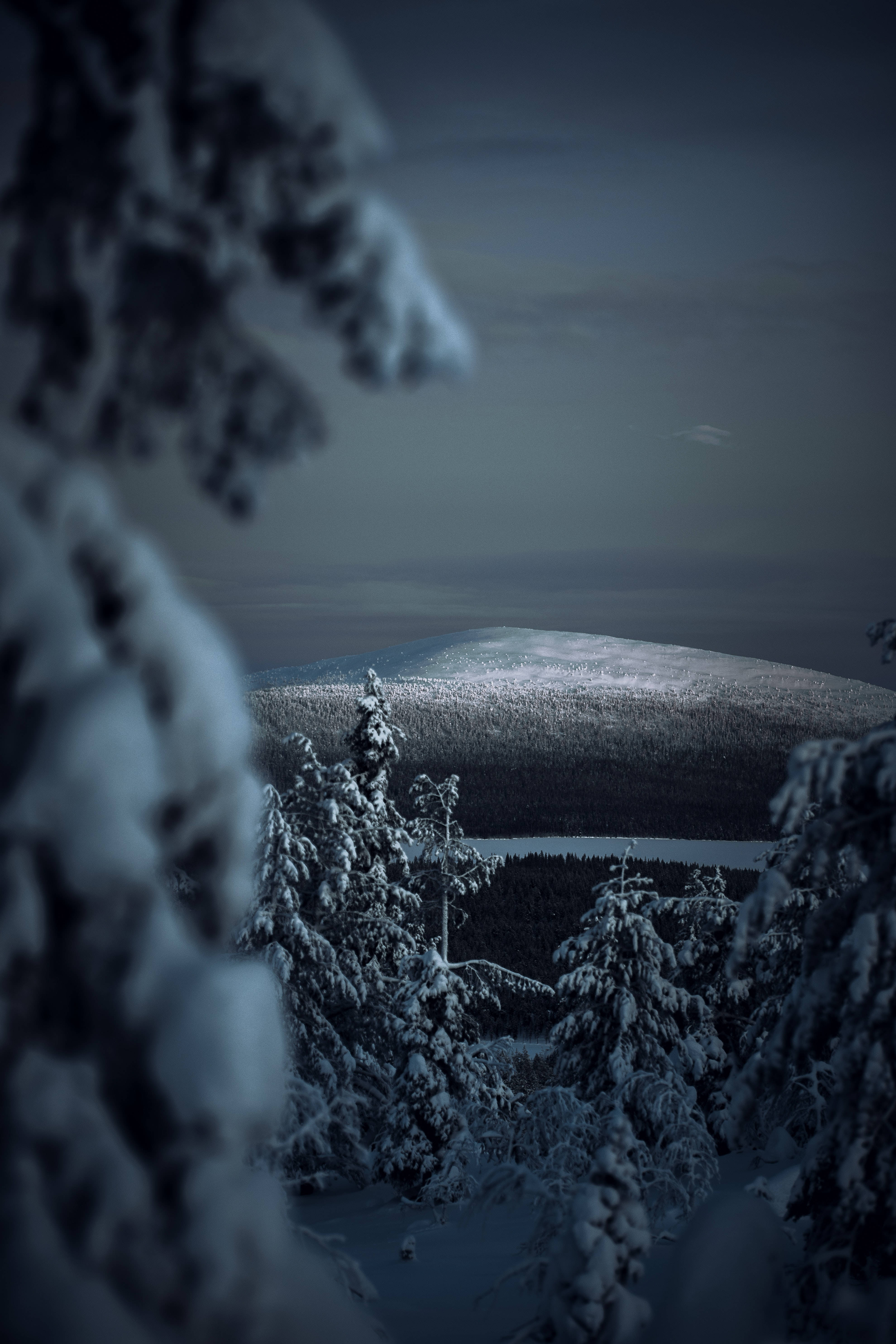 iPhone, frozen forest, snowy forest, 5K Phone Wallpaper