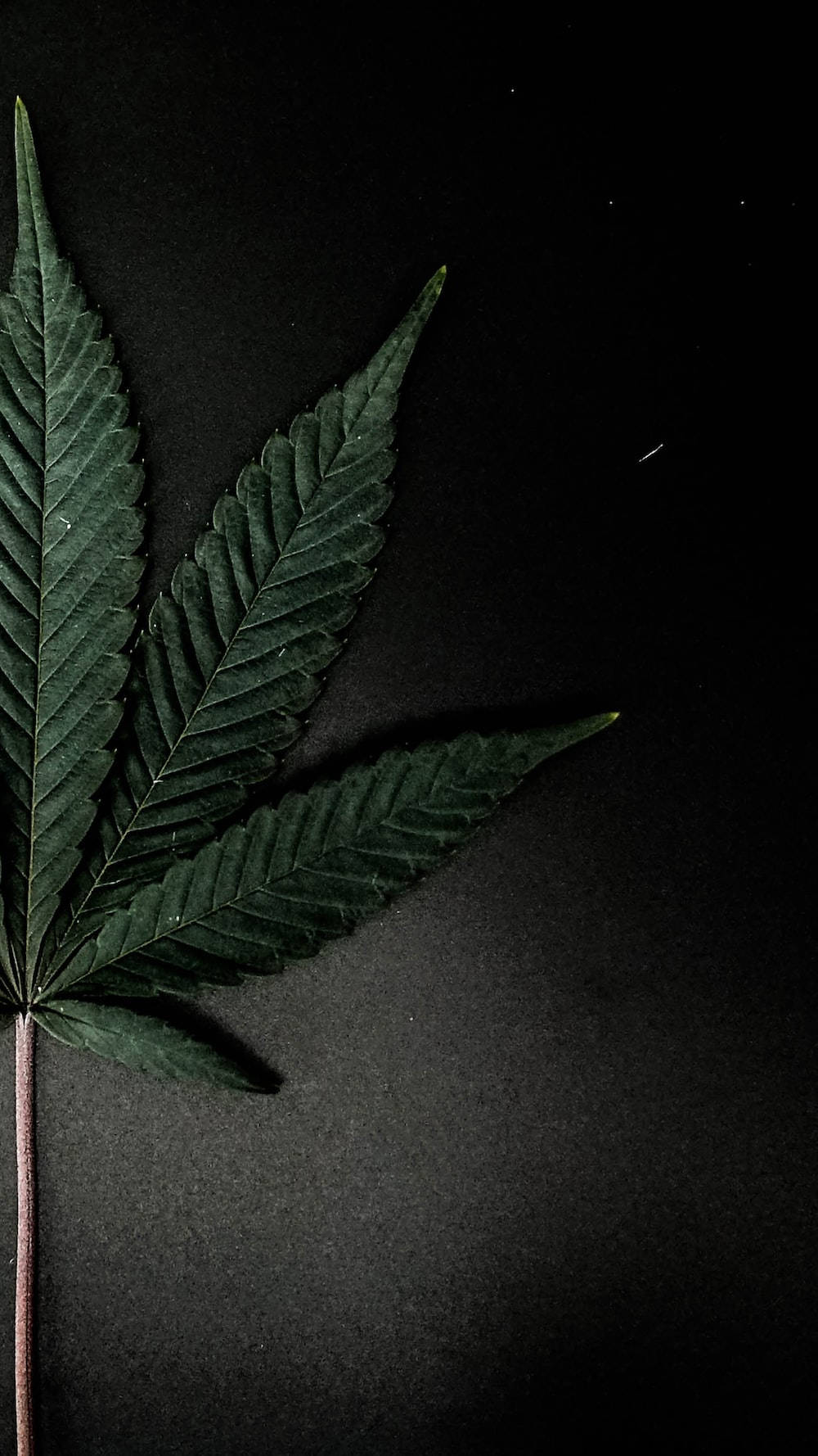 Chill Stoner, cannabis leaf, serrated edges, HD Phone Wallpaper
