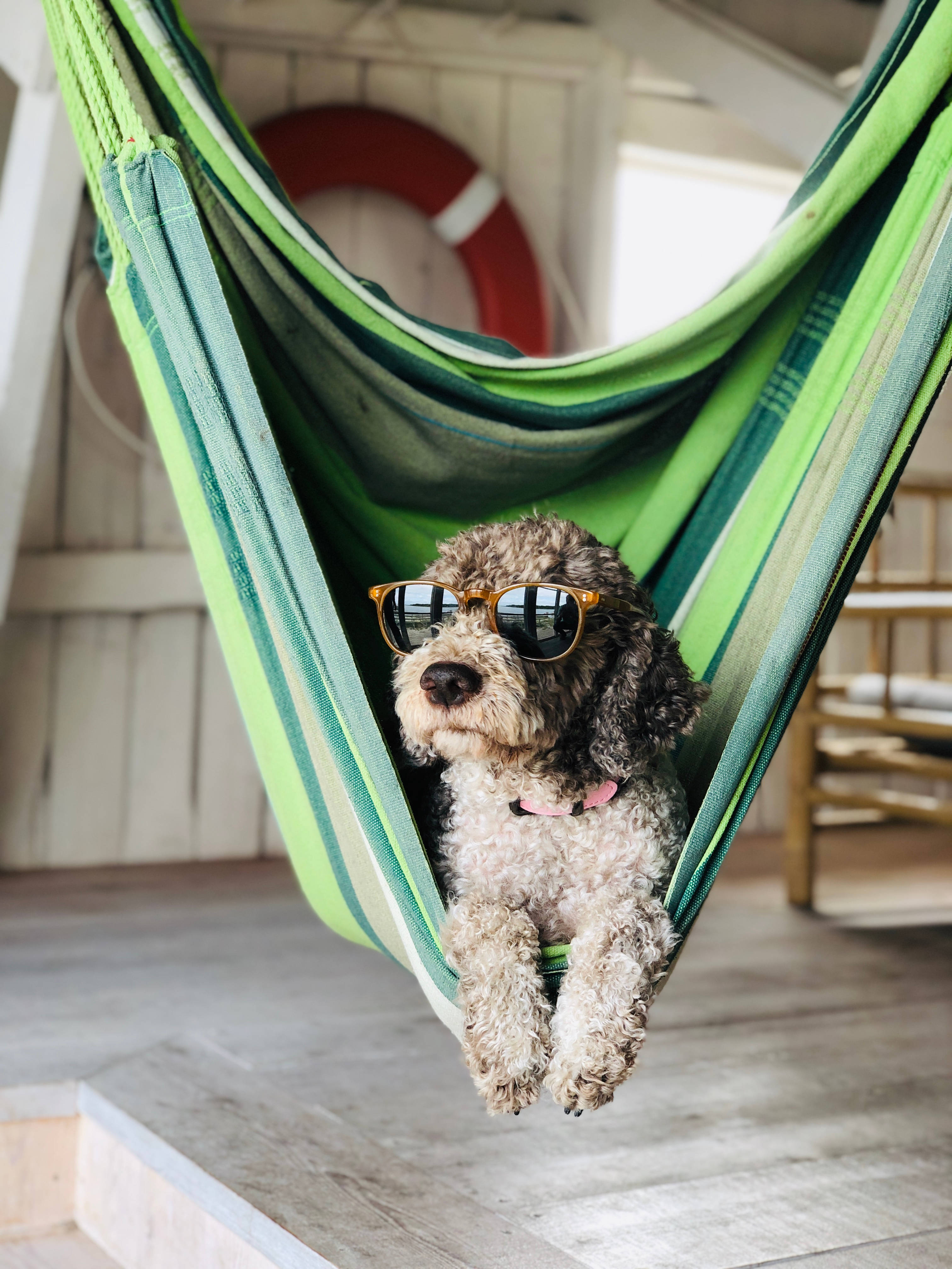 curly-haired poodle, sunglasses, green striped hammock, 4K Phone Wallpaper