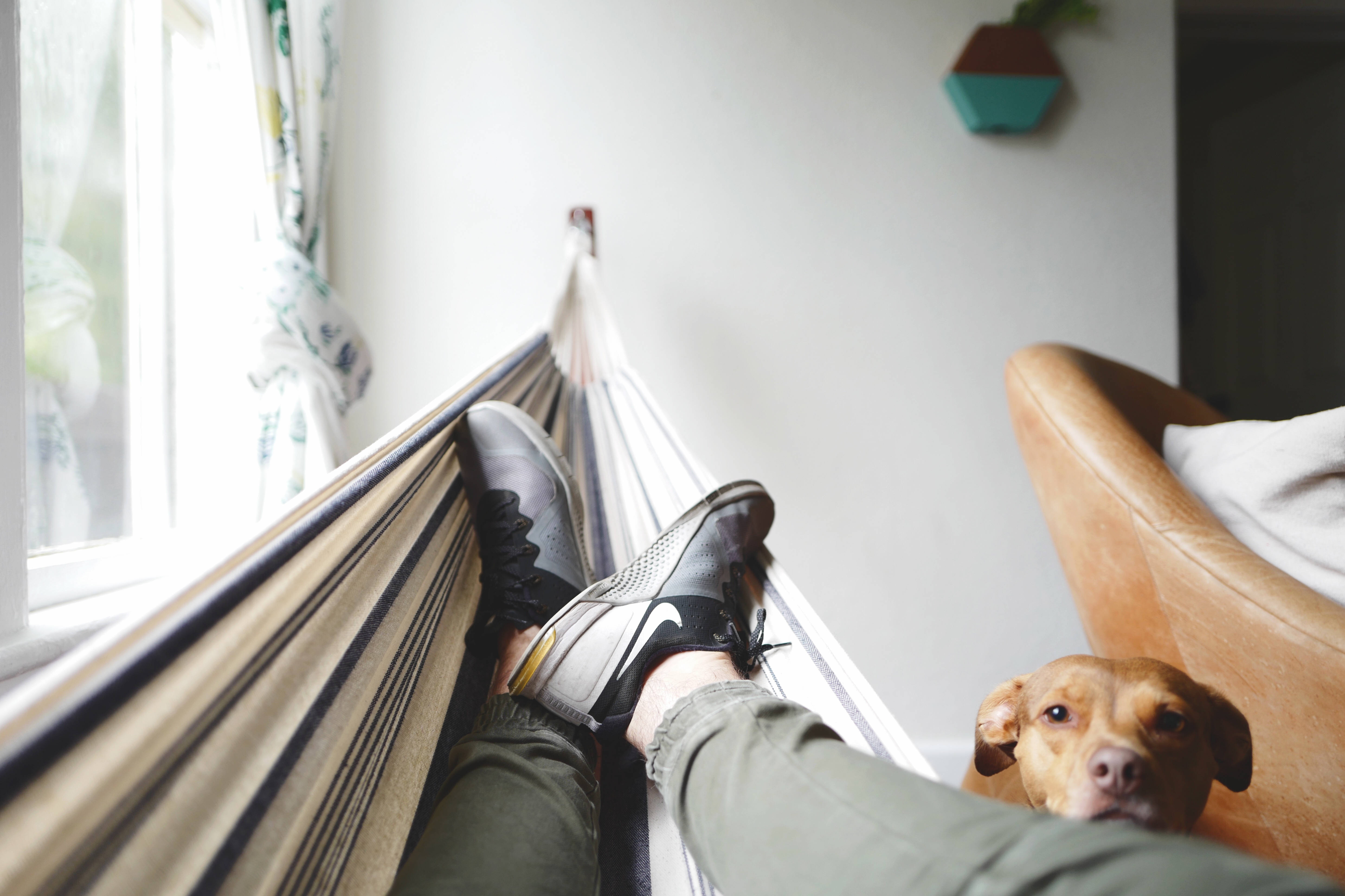 striped hammock, bright window, brown dog, 5K Desktop Wallpaper